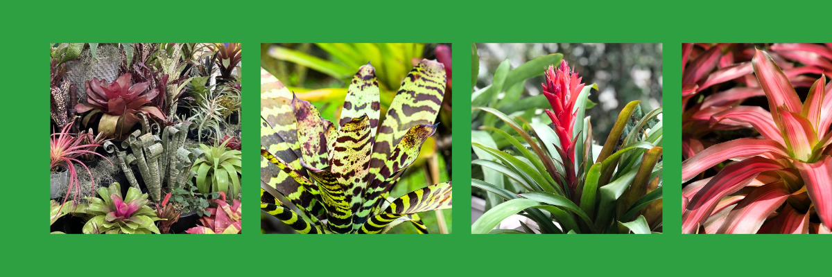 Bromeliad Pop Up Sale &amp; Display at Winston Hills Mall