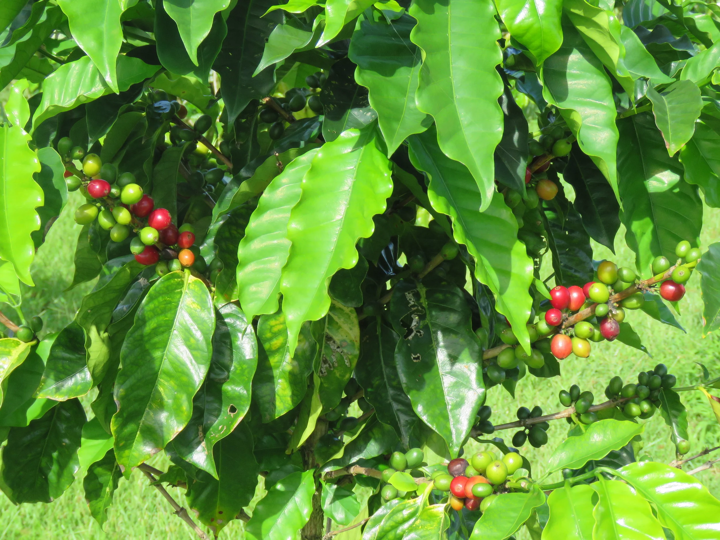 Red Coffee Cherries