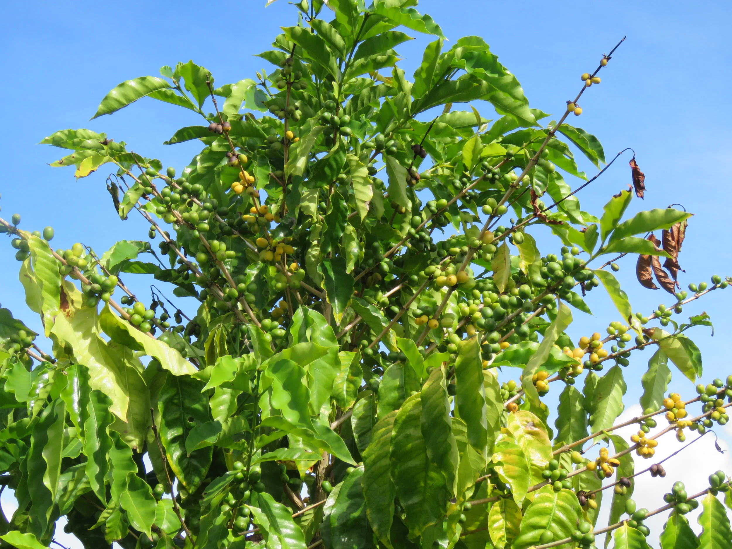 Yellow Coffee Cherries