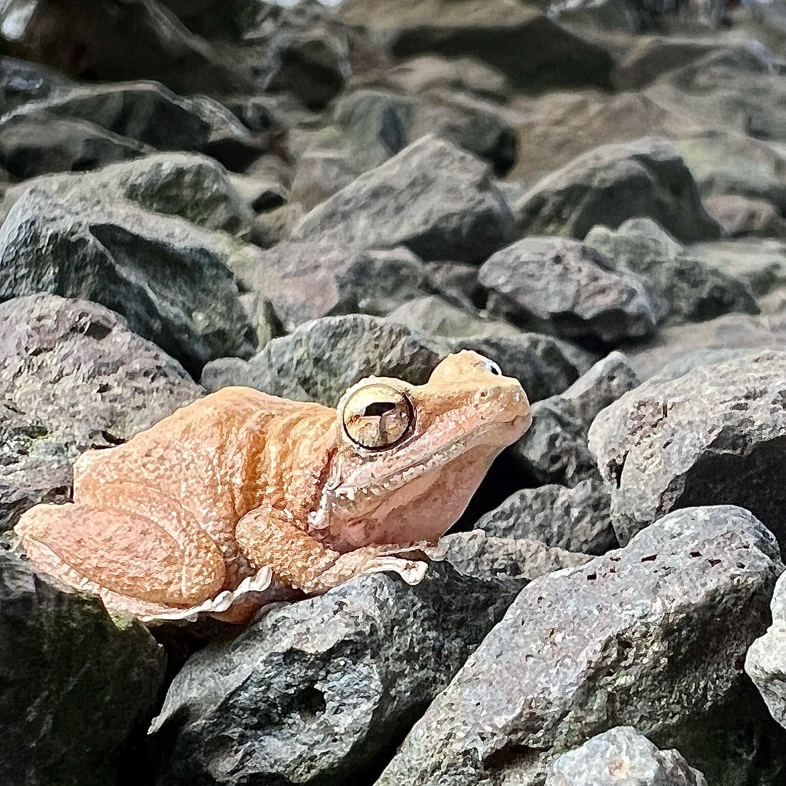 We managed to capture a photo of the Coqui frogs at our waterfall! Coqui frogs originally come from Puerto Rico, however they were introduced into the Hawaii ecosystem on accident. These frogs do cause problems for our ecosystem by eating unique inse