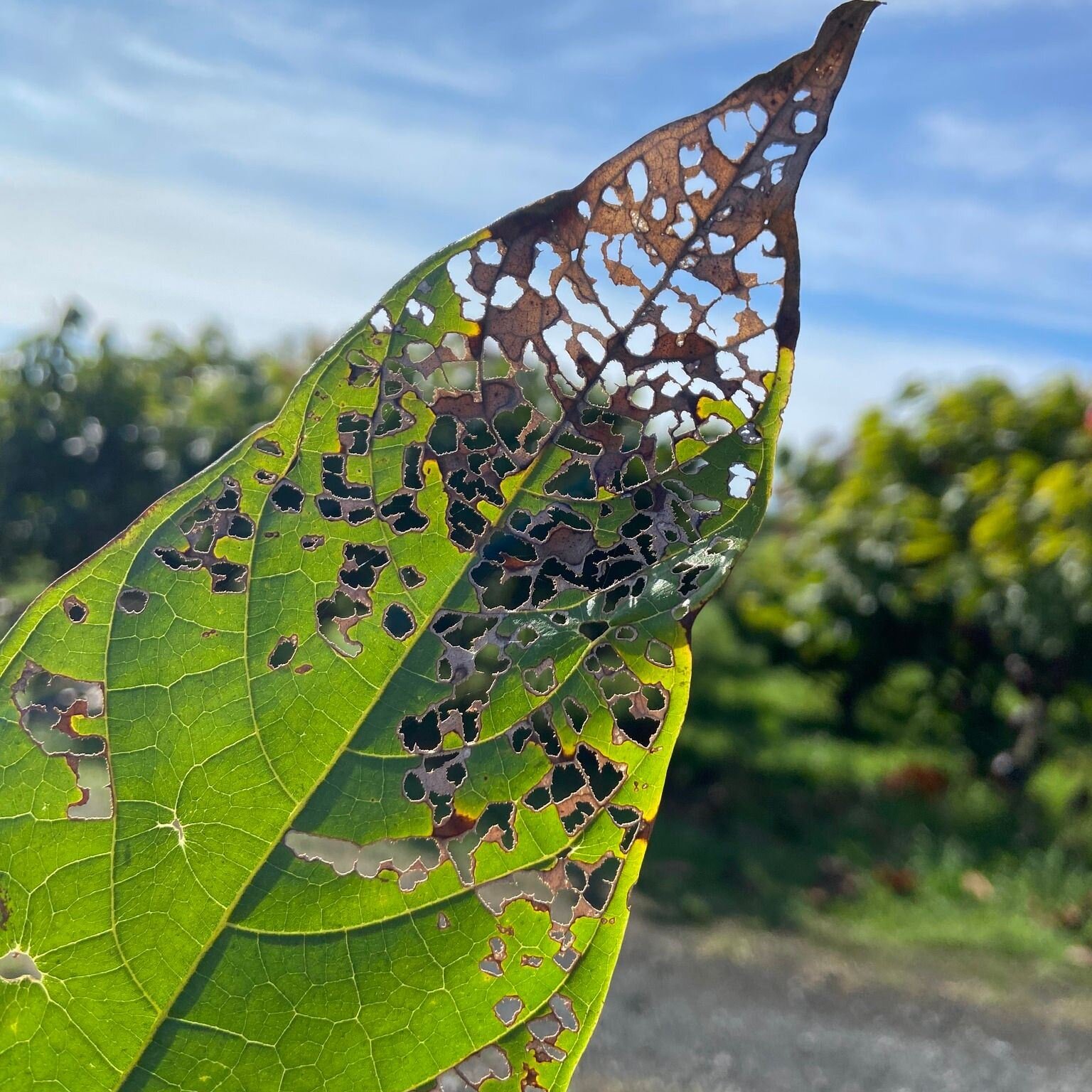 The holes in this leaf are caused by a pest here in Hawaii called a Rose Beetle. These beetles are nocturnal, and very small. They fly at an angle trying to hook onto a young tree. However we put a small plastic bag around the tree that is too tall f