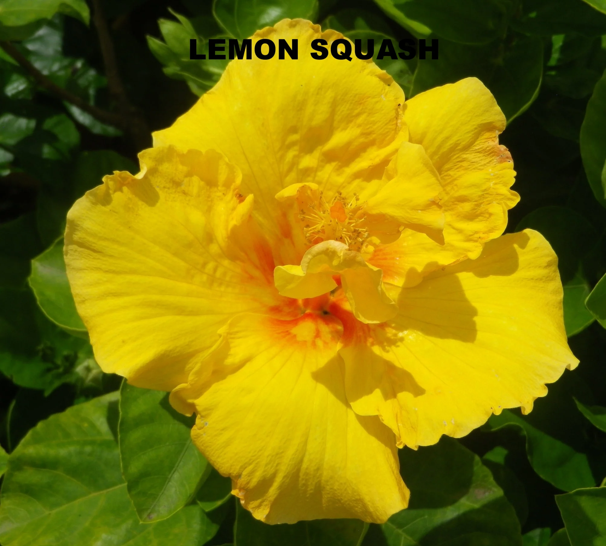 LEMON SQUASH