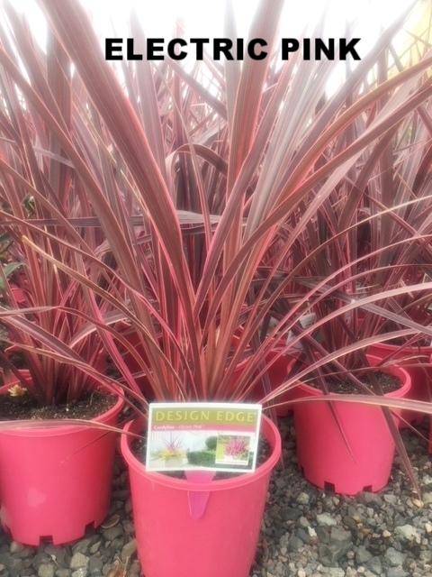 CORDYLINE ELECTRIC PINK