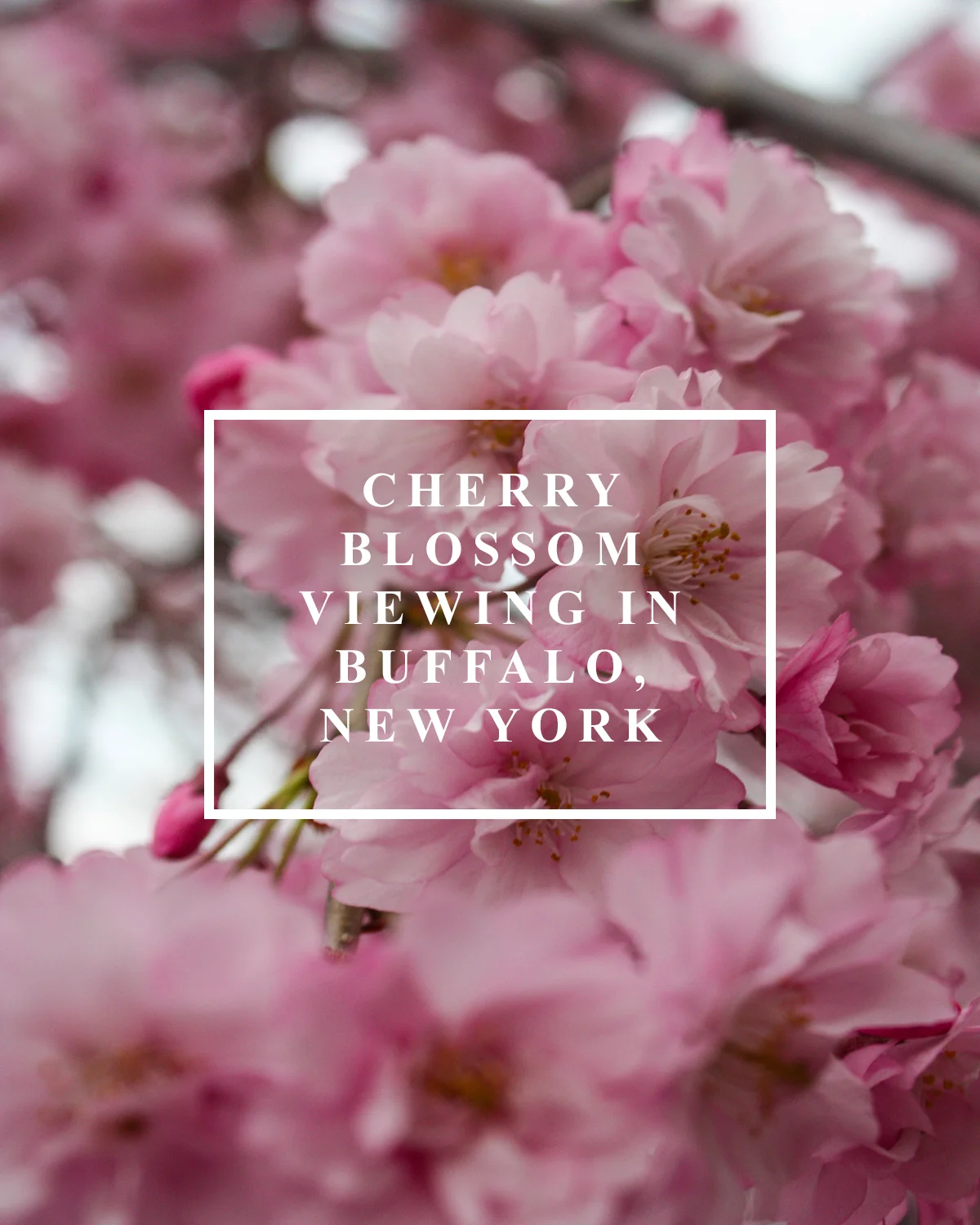 Cherry Blossom Viewing Blog Post.jpg