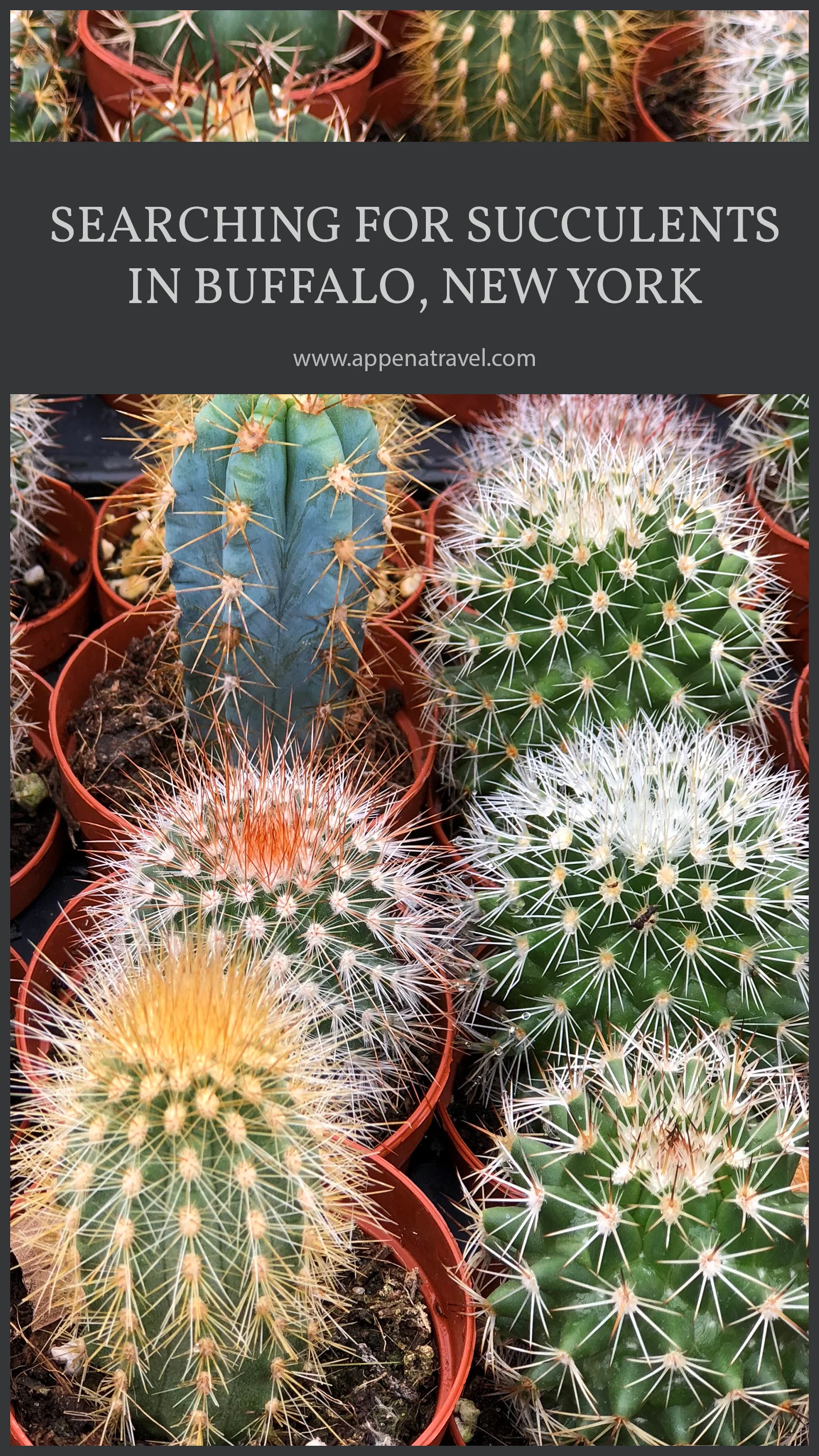 succulents3.jpg