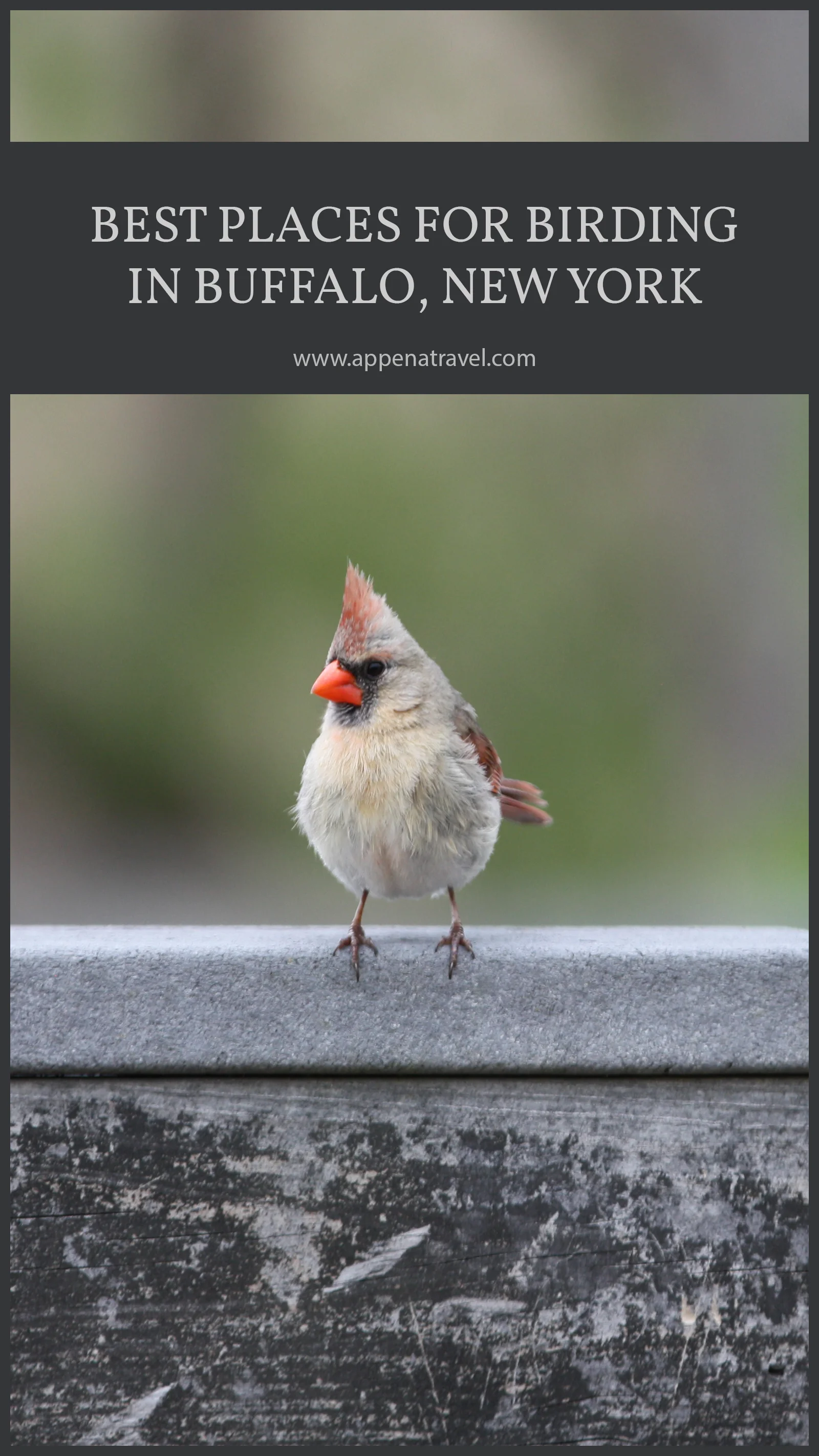 birdingbuffalo3.jpg