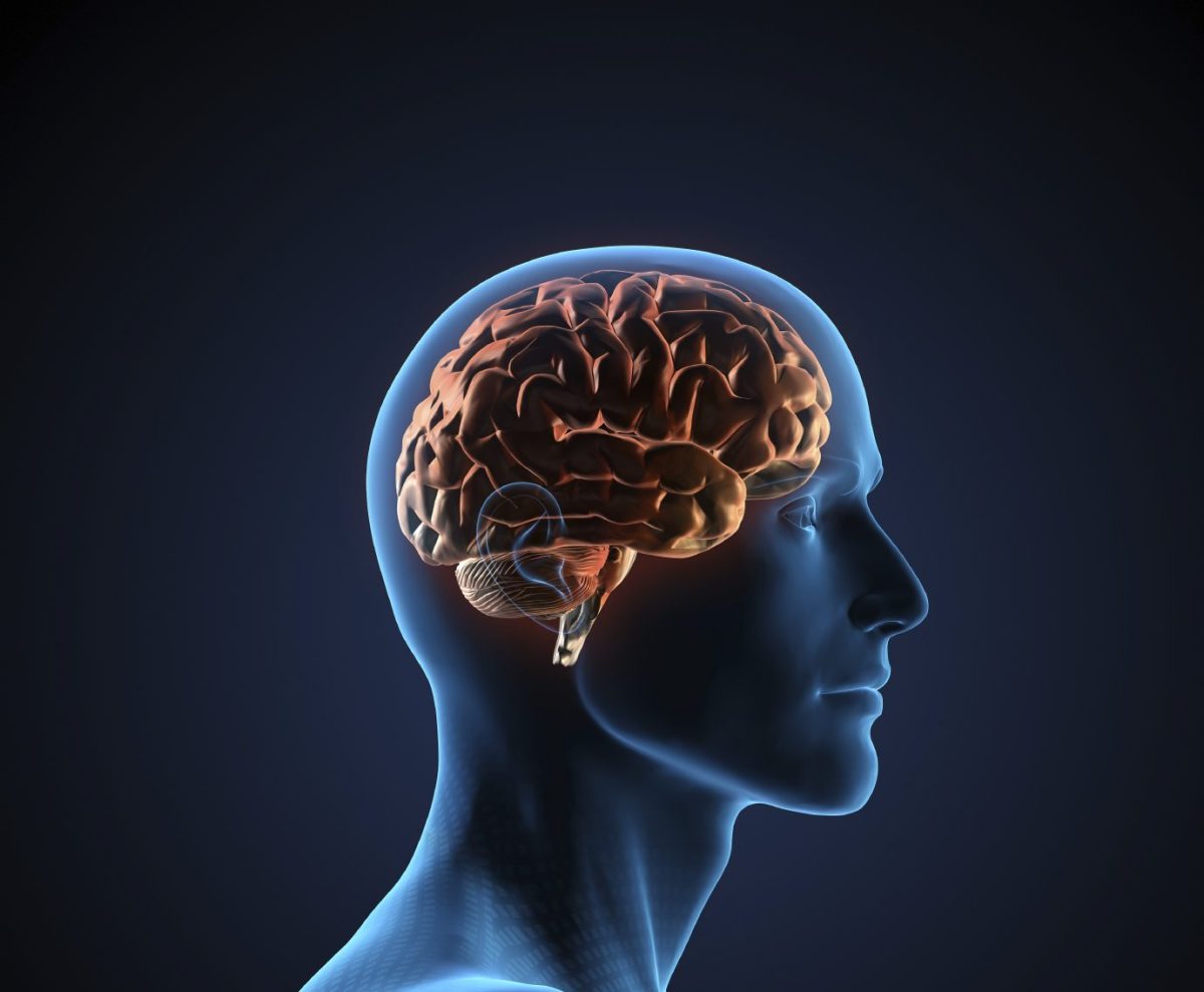Решение brain. Мозг память. Способности мозга. Человеческий мозг и его возможности.