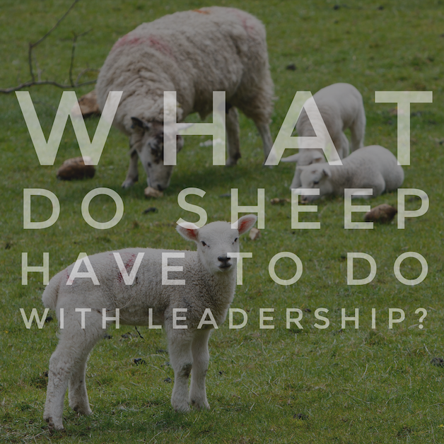 What Do Sheep Have to Do with Leadership - Image.png