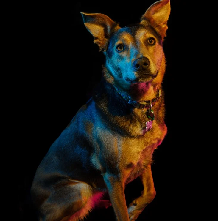 Dog Show smaller.jpg