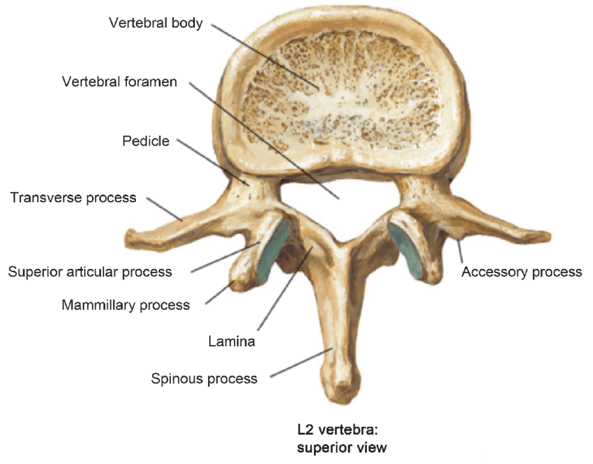 Broken Your Back? What You Need to Know!