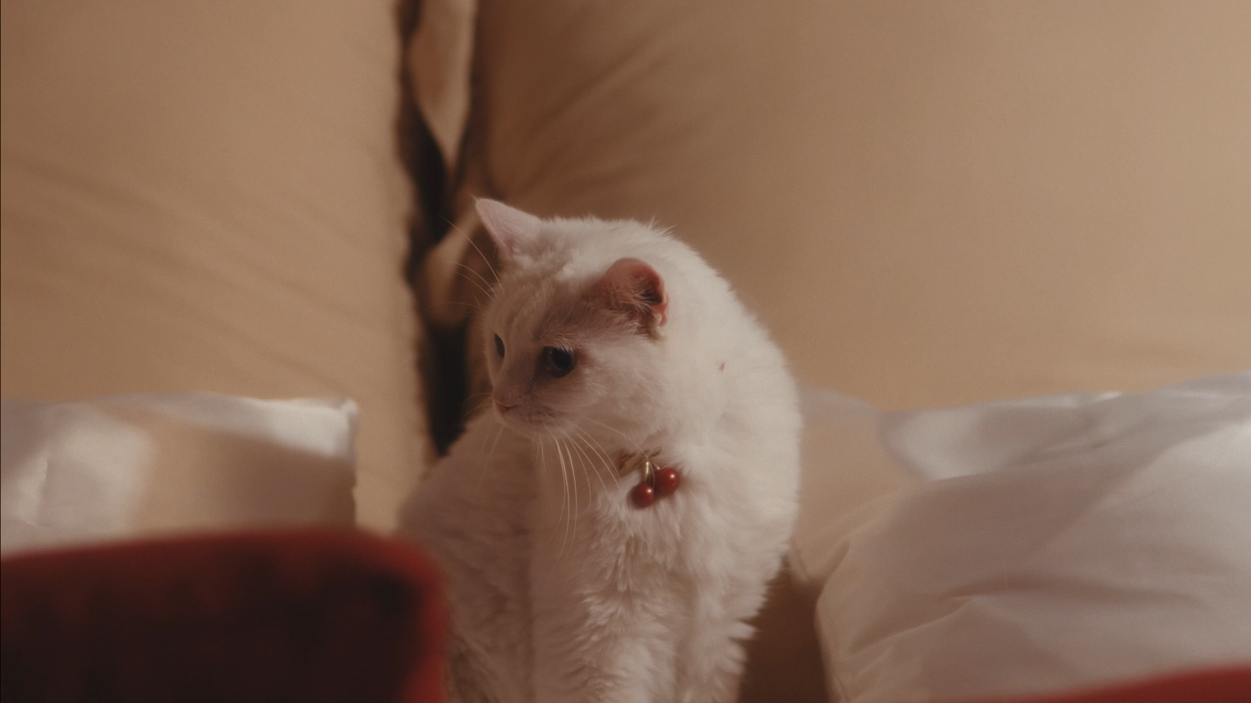 240813_CHERRY MASTER FINAL-2-0020.PNG