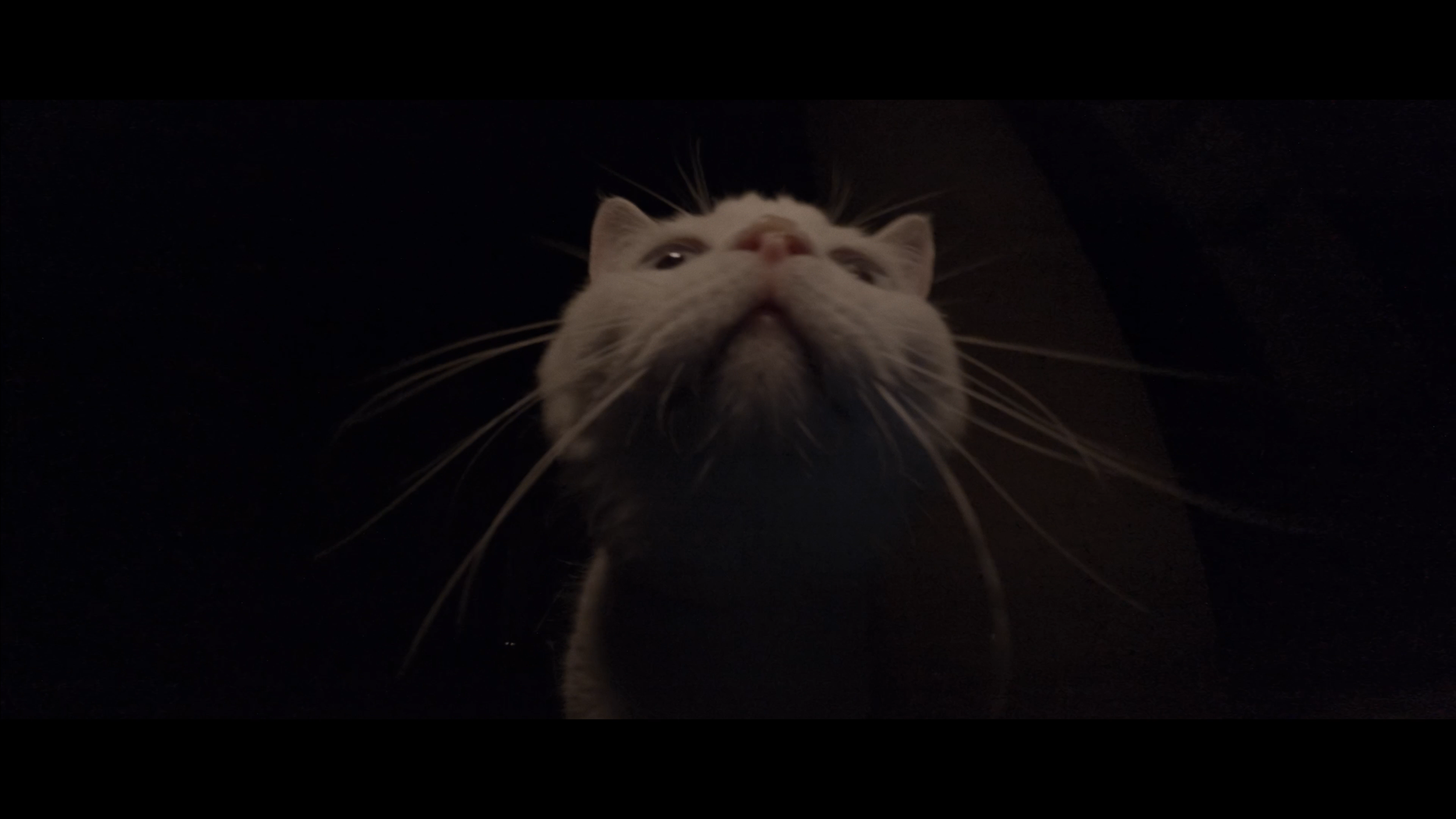 240813_CHERRY MASTER FINAL-2-0013.PNG