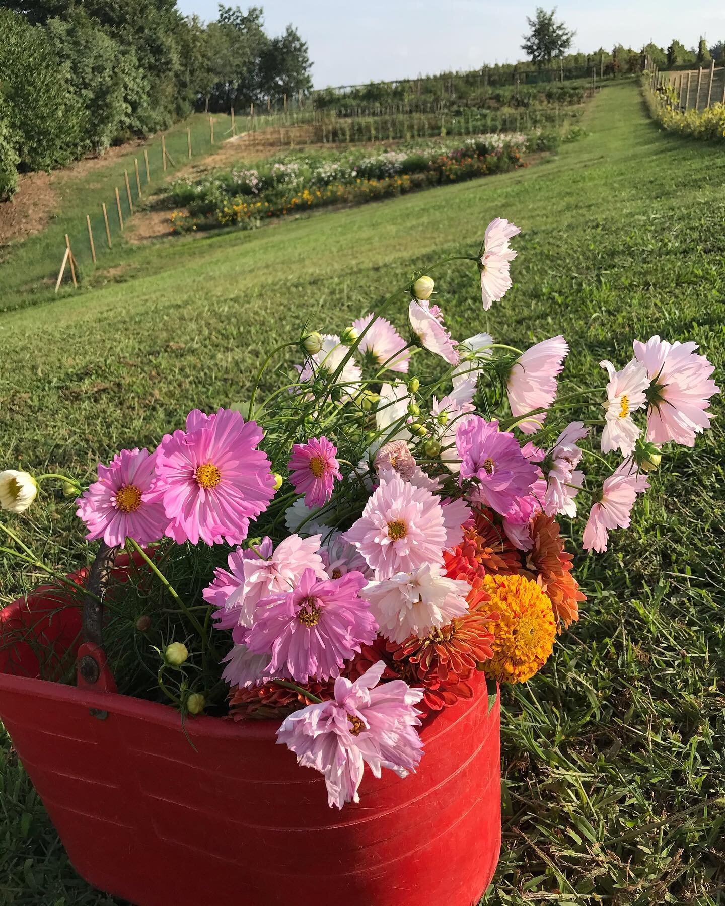 Harvesting flowers from the garden whilst harvesting grapes from the vineyards. #samesamebutdifferent