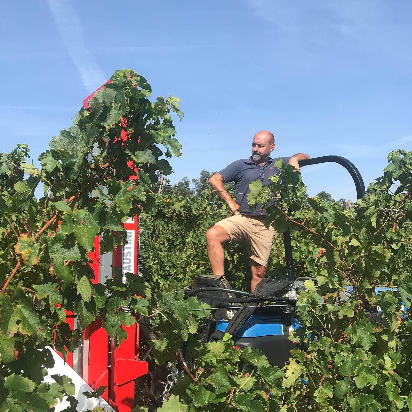 Just the beginning of the 2020 harvest! Beautiful fruit and weather to start the 40th harvest for @giulio.armani at La Stoppa! 

#softopening #lastoppa #vendemmia2020