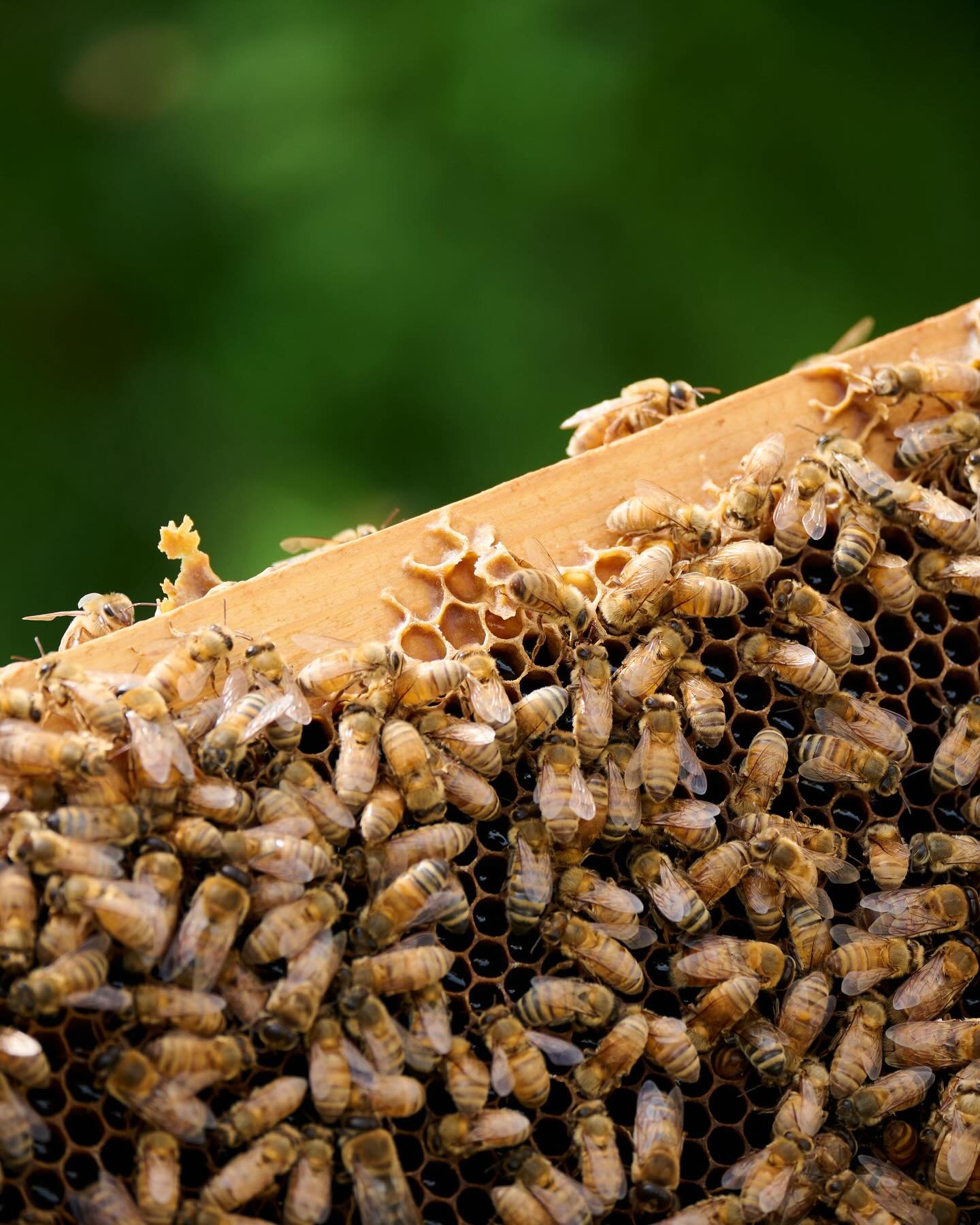 Le api di @apicoltura_il_porticone a La Stoppa viste da @zoching 

🐝🐝🐝

@apicoltura_il_porticone&rsquo;s bees at La Stoppa photographed by @zoching 

Grazie! ❤️