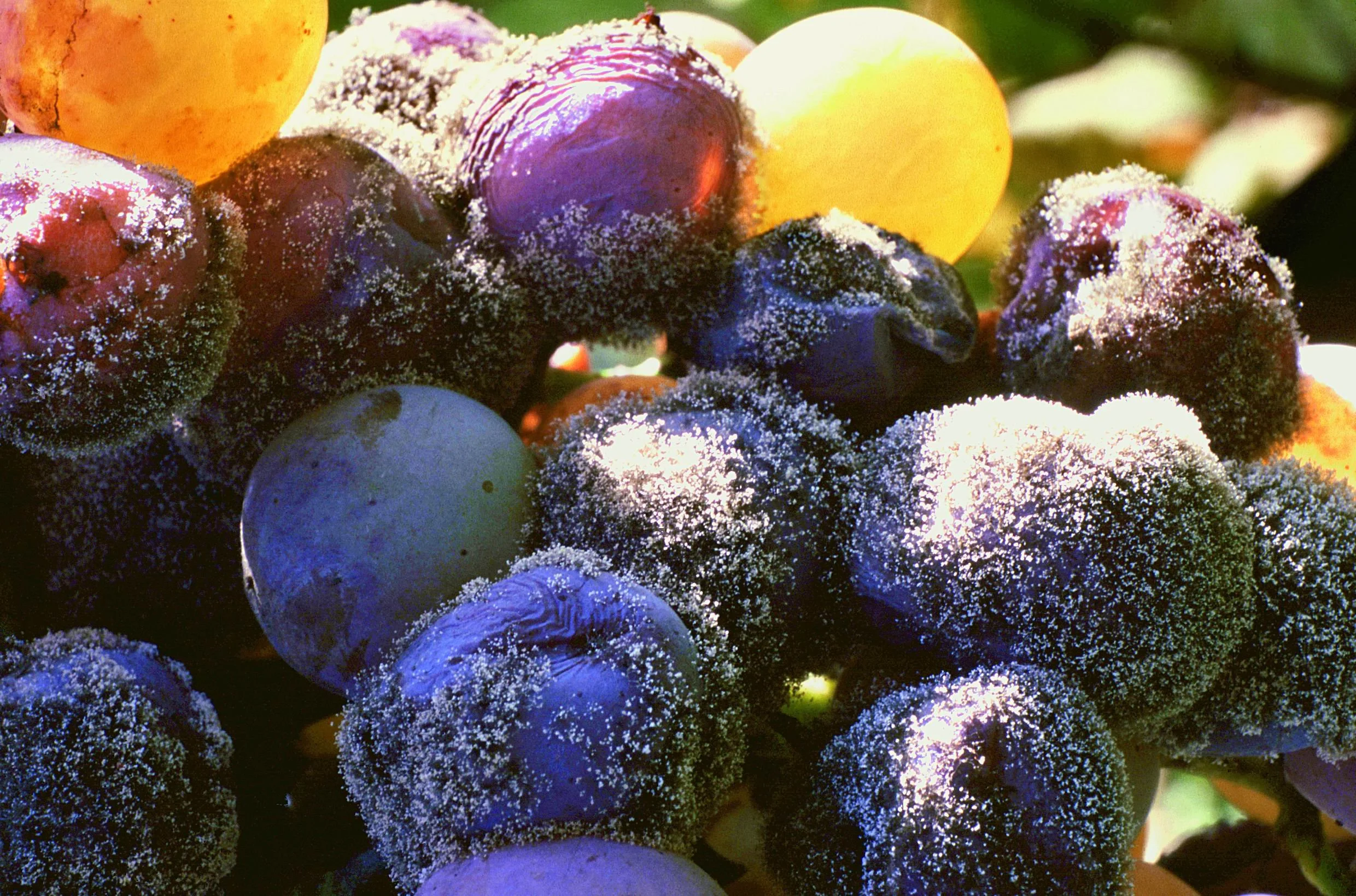 semillon uva.jpg