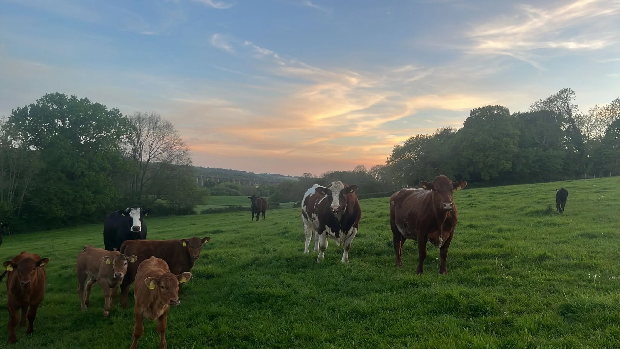 cows view with viaduct.jpg