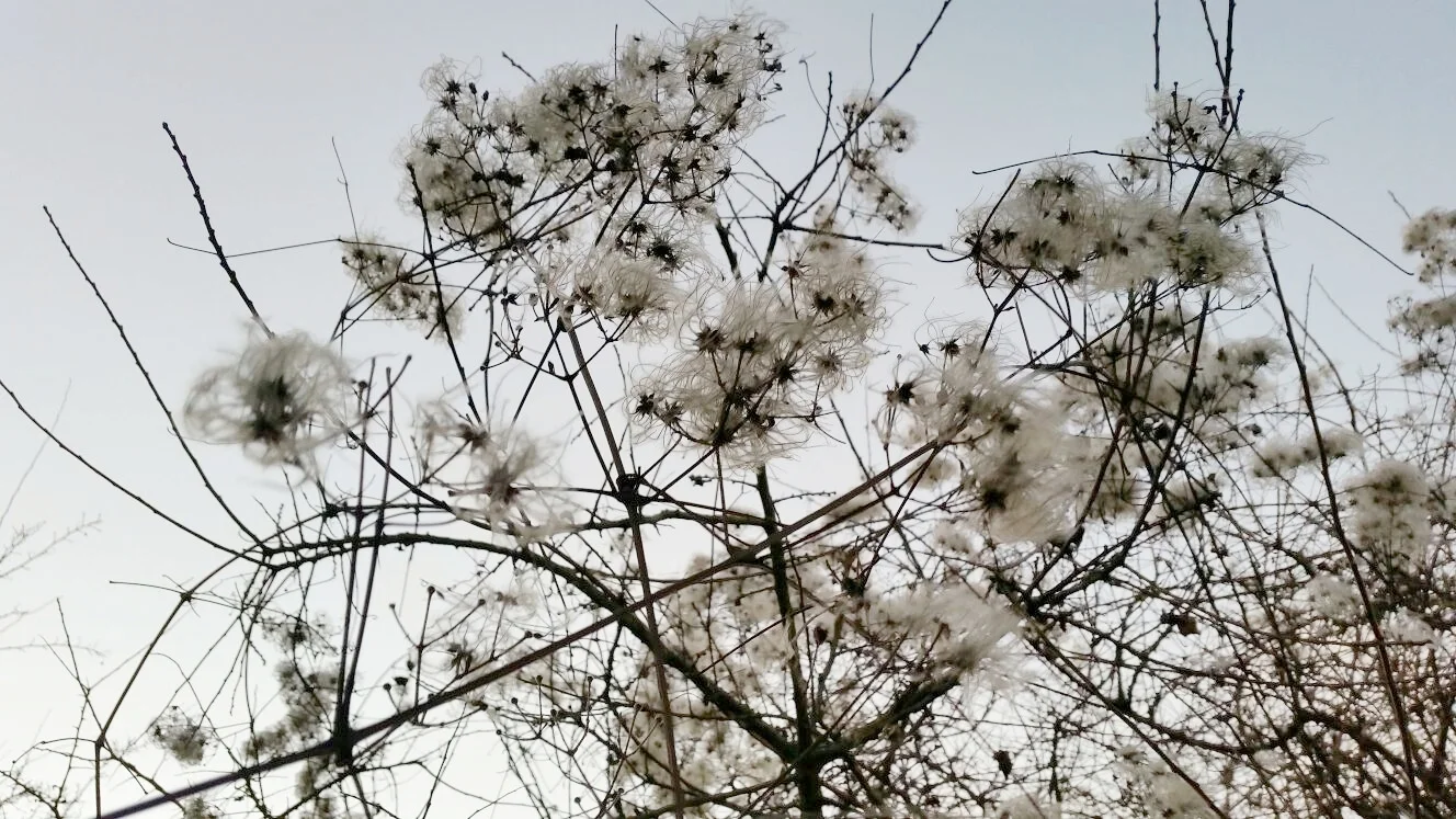 OLD MAN'S BEARD.jpg