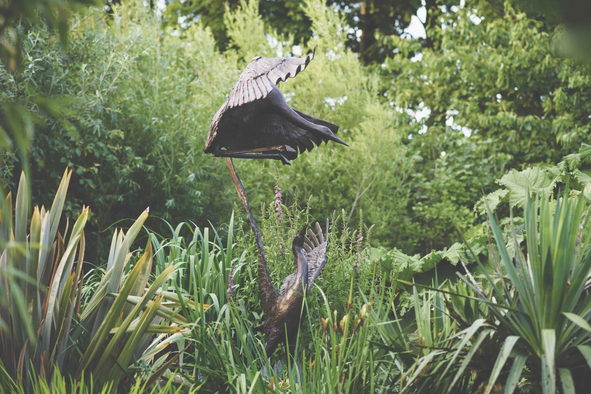 Cranes Coming in for a Dance