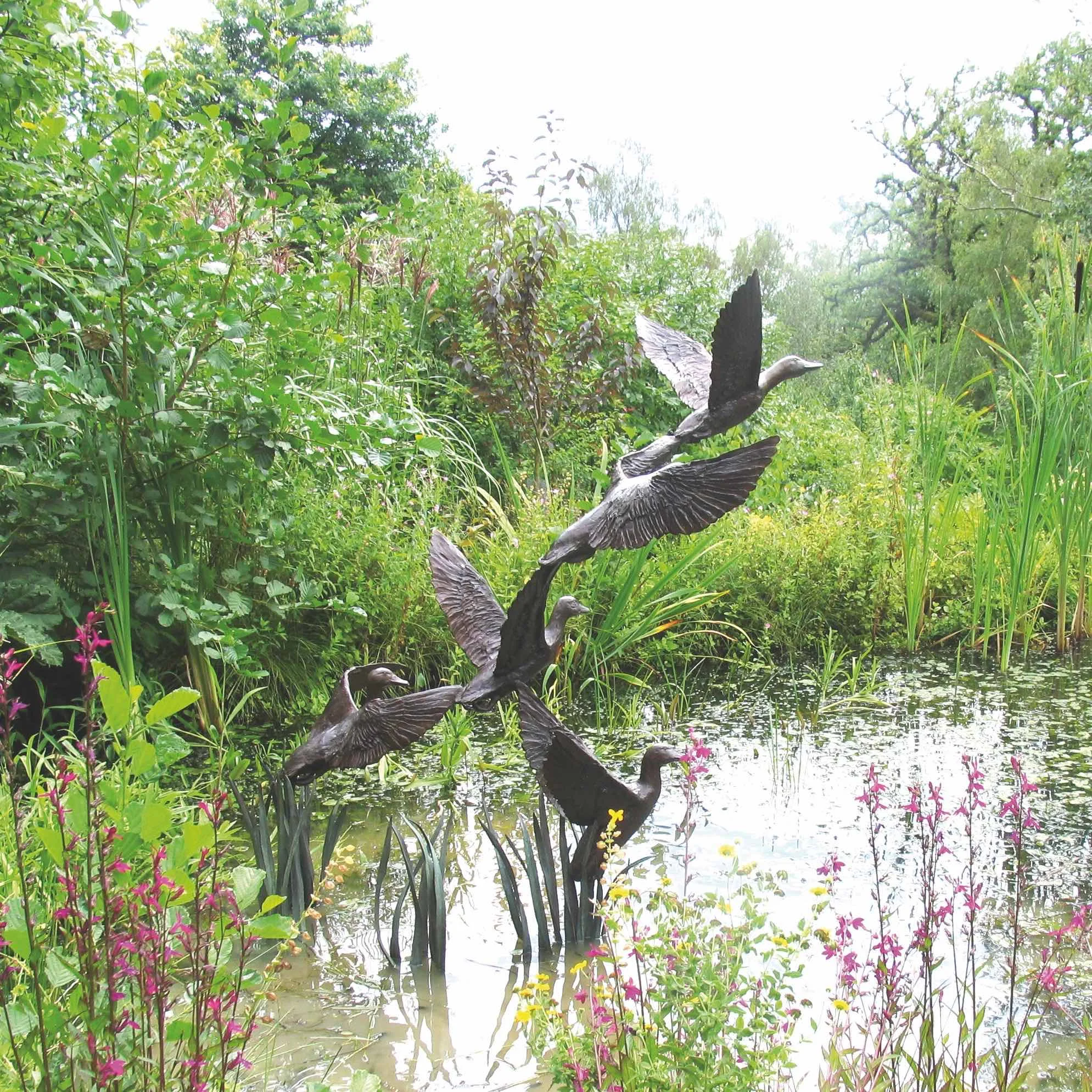 Mallard Ducks Taking Flight - 5 Birds