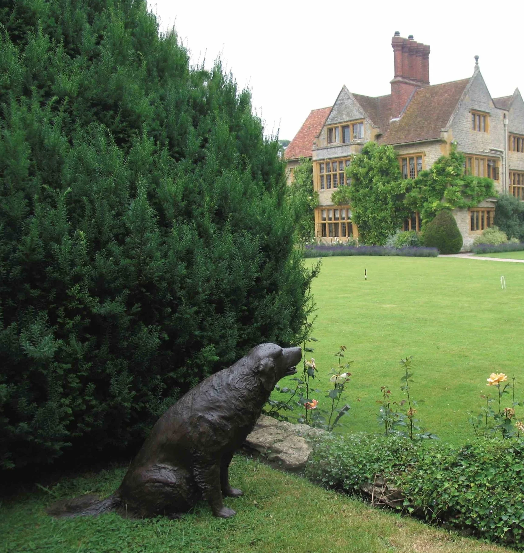 Tasha - Golden Retriever 