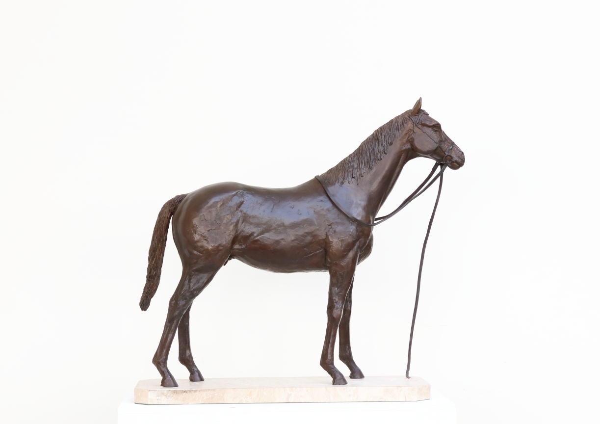 Horse - Standing Study