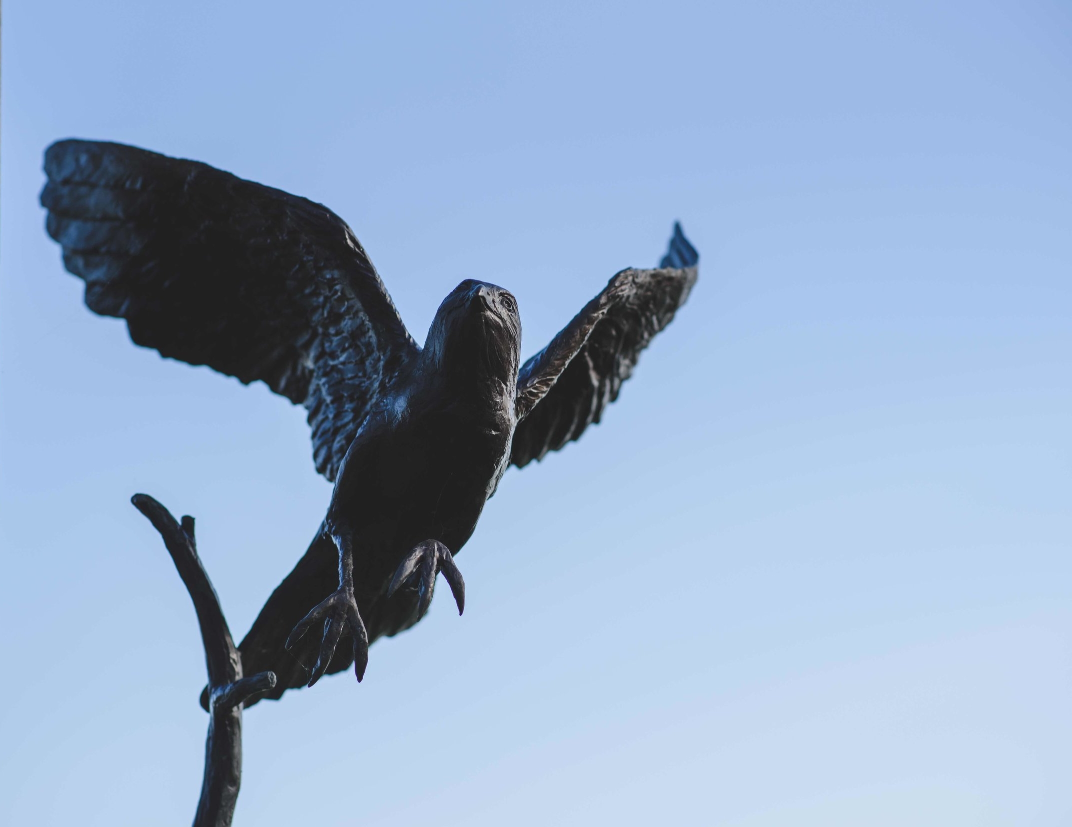 Sparrow Hawk Le Blanc Fine Art