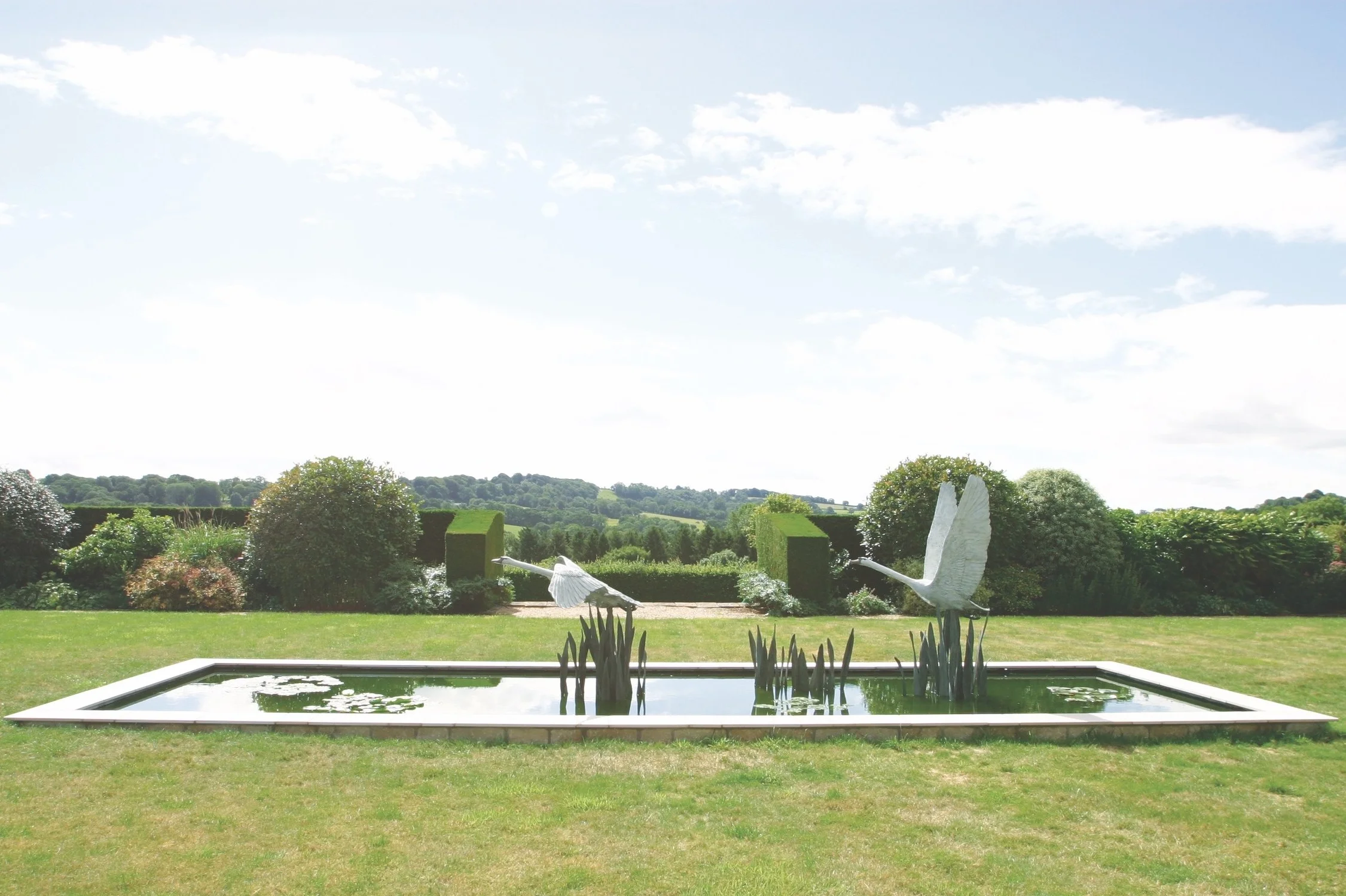 Swans in Flight - Pair Flying Low
