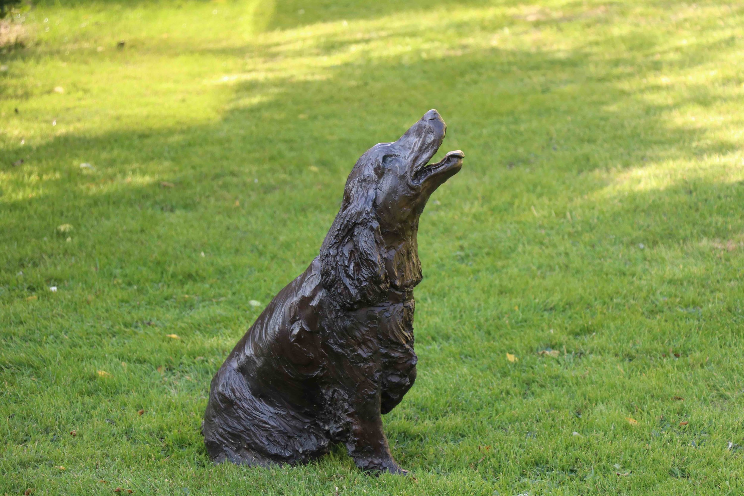 Alfie - Cocker Spaniel