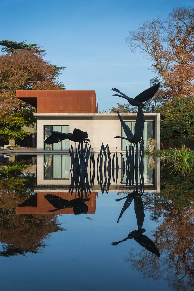 Swans in Flight - 3 Birds