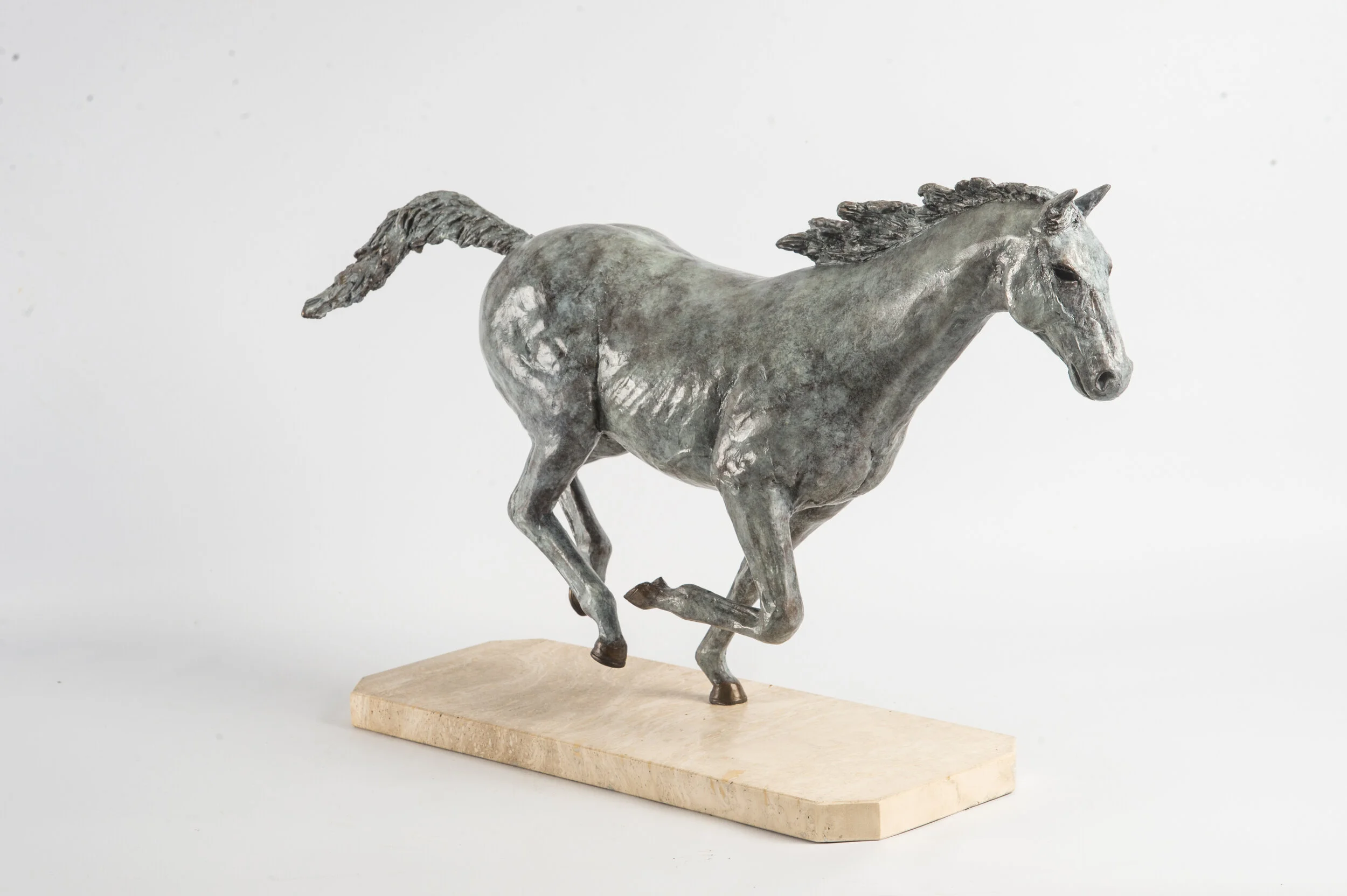 Horse - Galloping Study