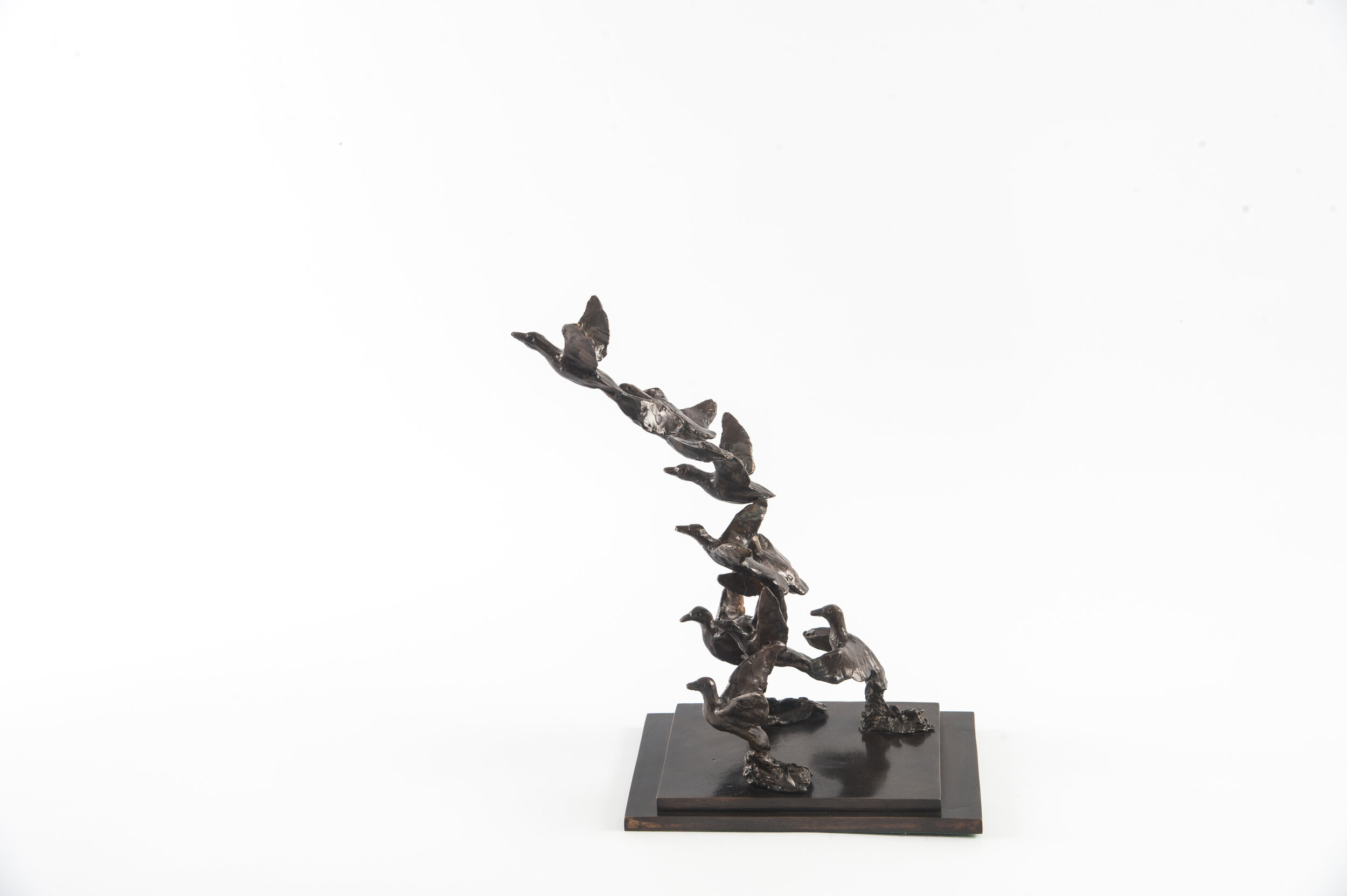 Mallard Ducks Taking Flight Study