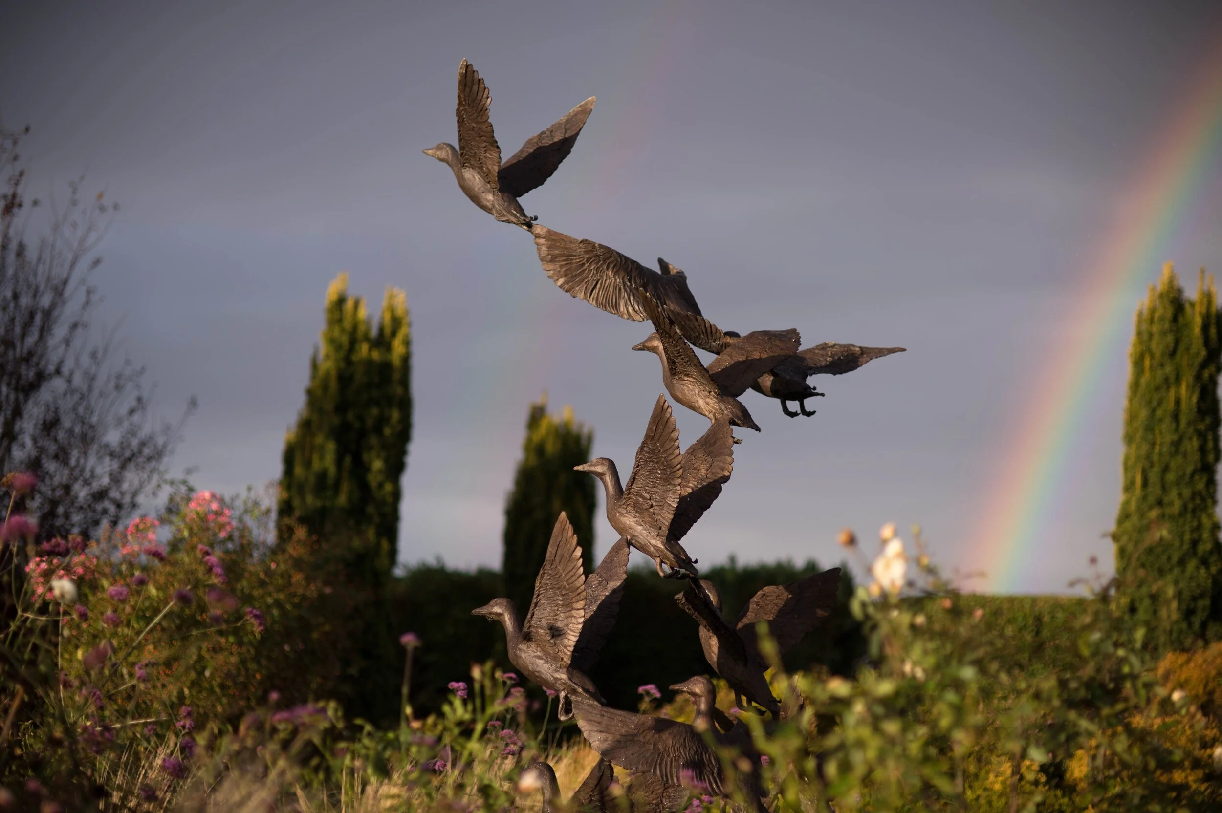 12 Mallard Ducks Taking Flight