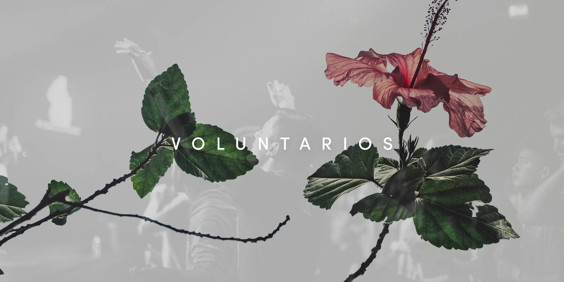 Voluntarios Banner.jpg
