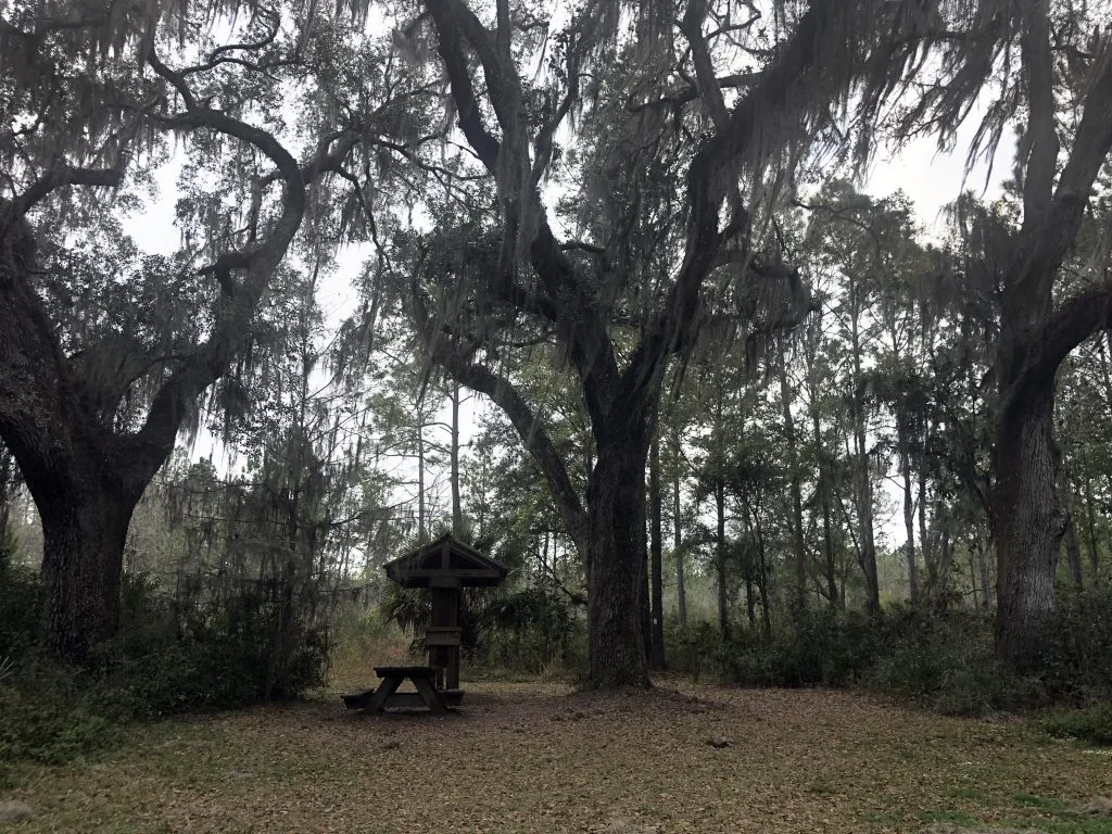witness-trees-copy-1024x768.jpg