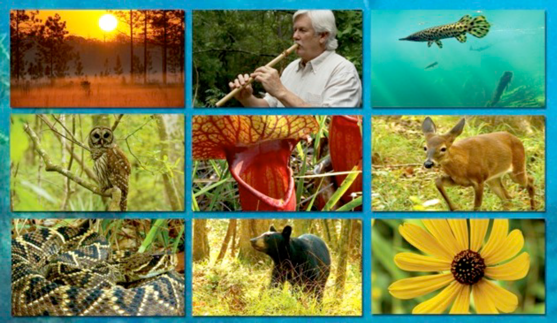 Local Waters  - WILD PLACES, a Nature Film by Musician and Filmmaker Sammy Tedder