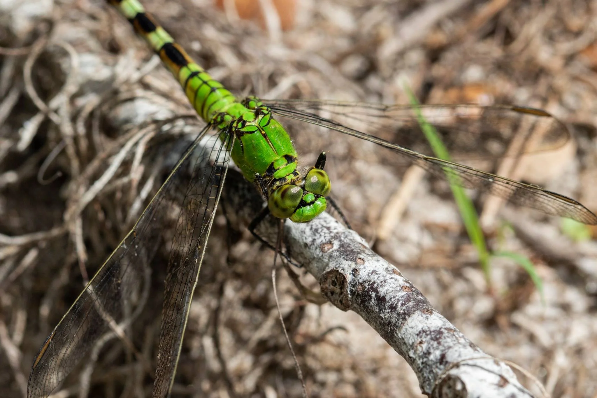 Alachua Conservation Trust — Dragonflies of Florida
