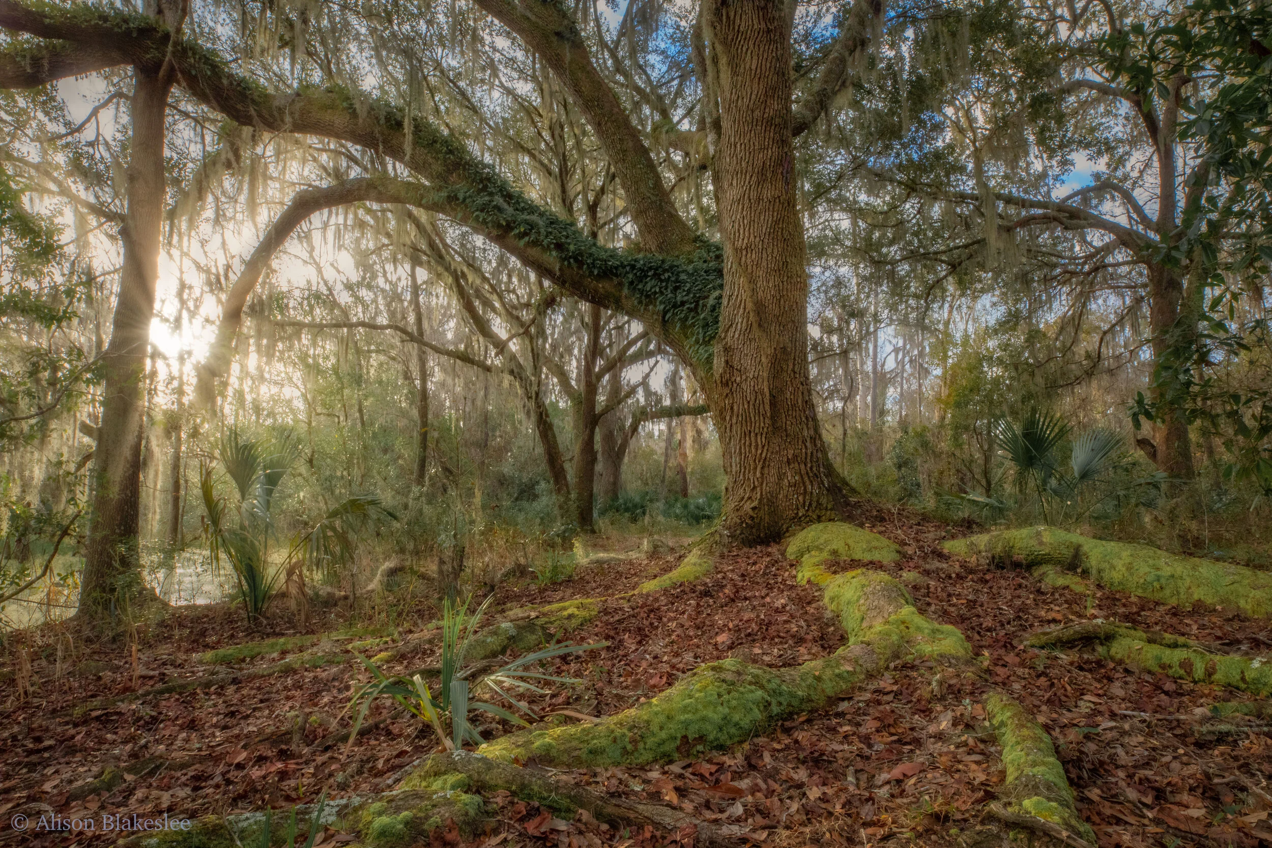 Volunteer Work Day - Trail Cleanup (Canceled)
