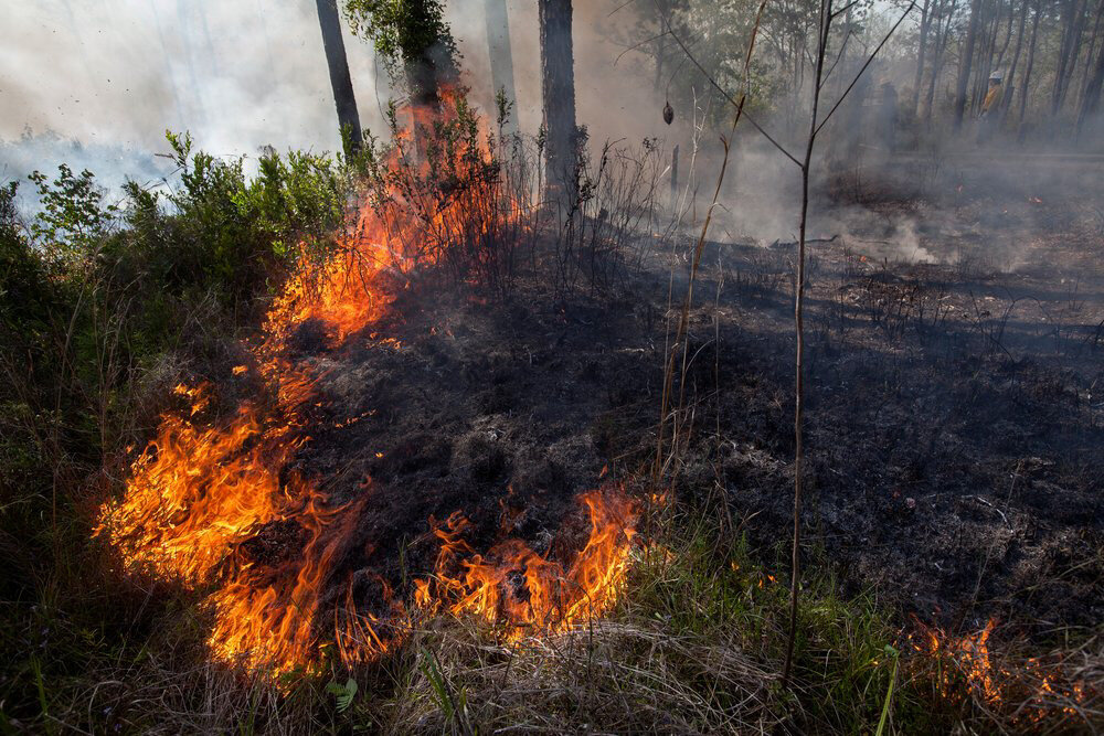 Fire in Florida: Protecting Land and Wildlife with Controlled Burns