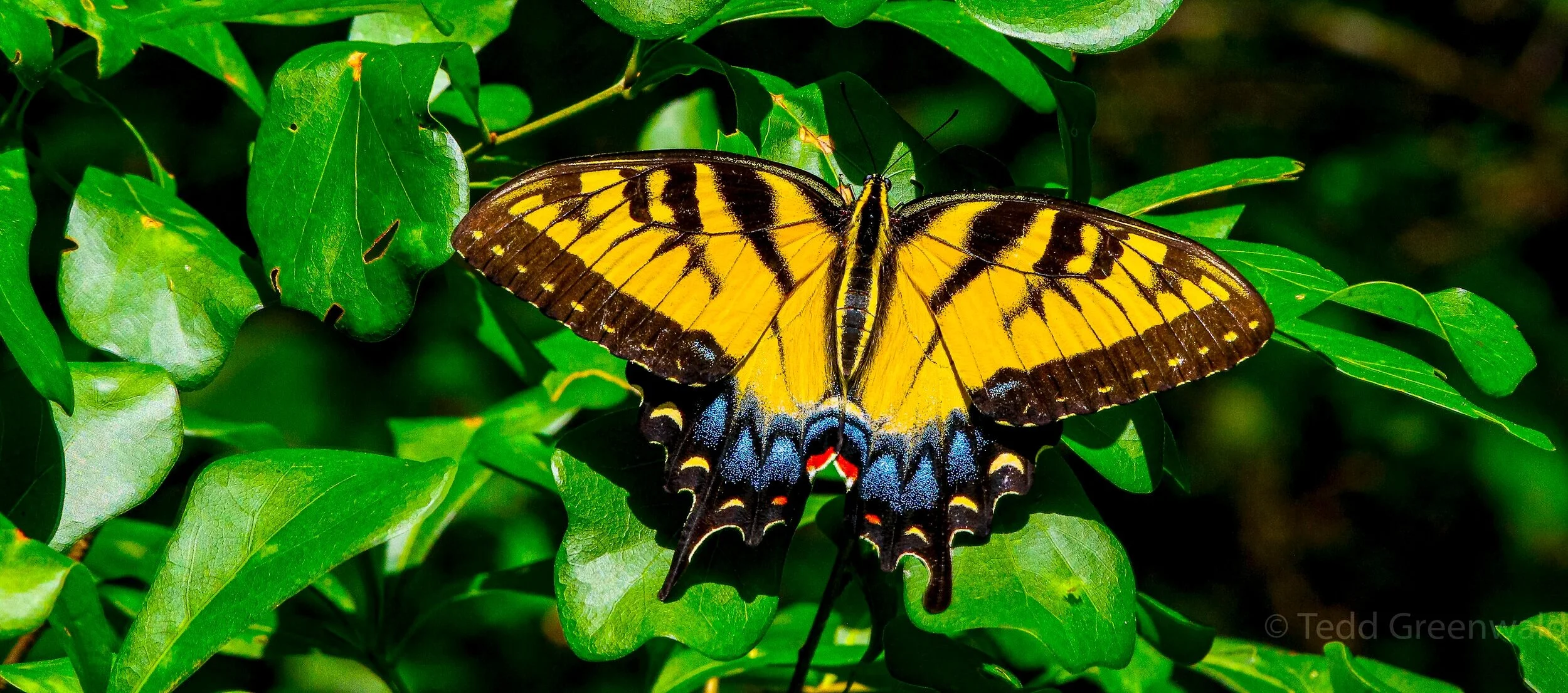 Eastern+Tiger+Swallowtail+2_Tedd+Greenwald.jpg