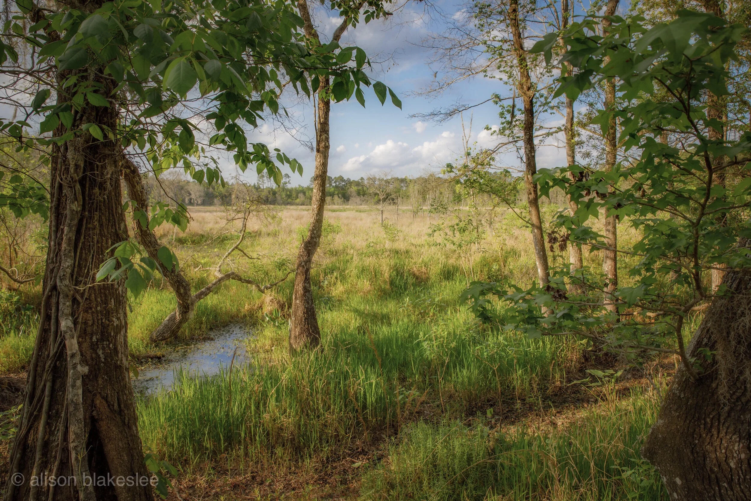 Little Orange Creek Preserve & Nature Park