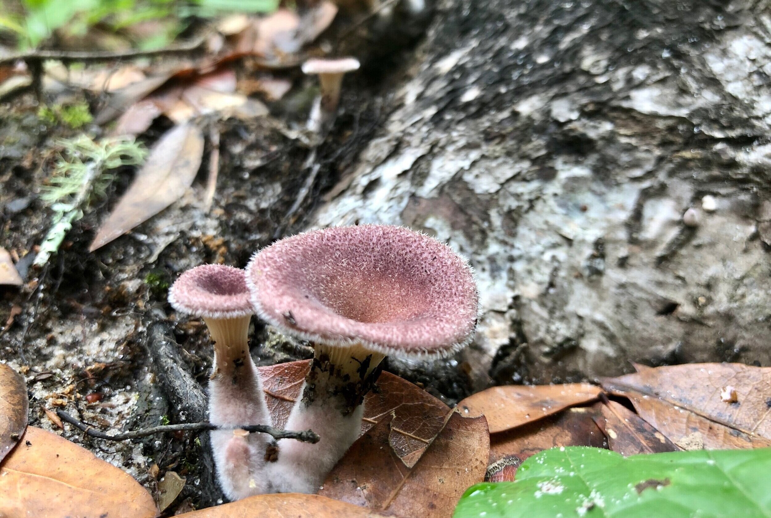 The Fungus Among Us: Getting Started with Mushroom Identification