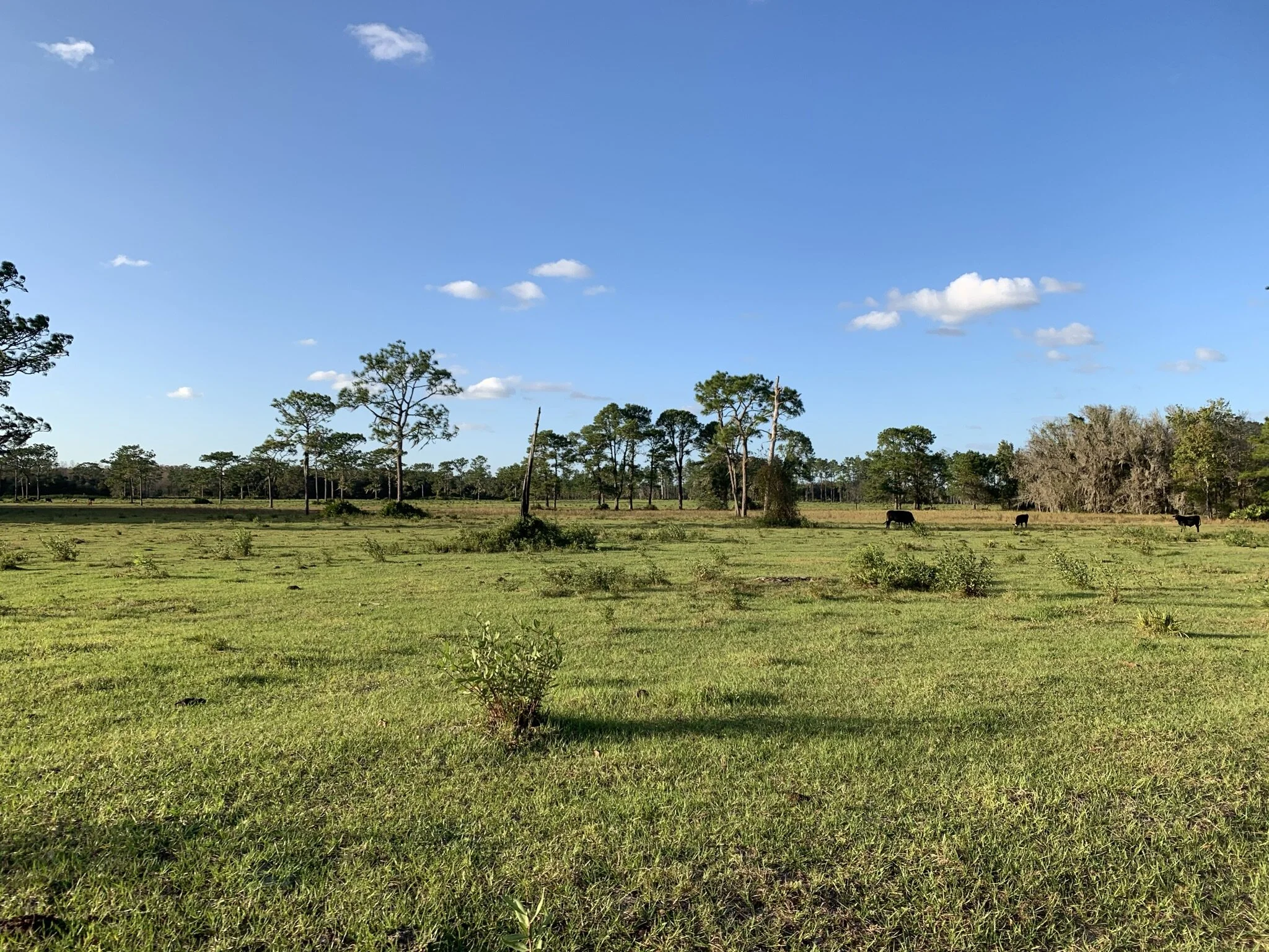 Leaving a Legacy of Land: Conservation Easements