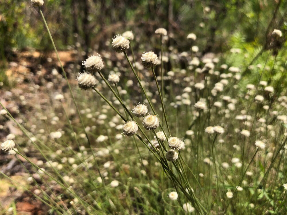 Plant Talk with Susan Marynowski