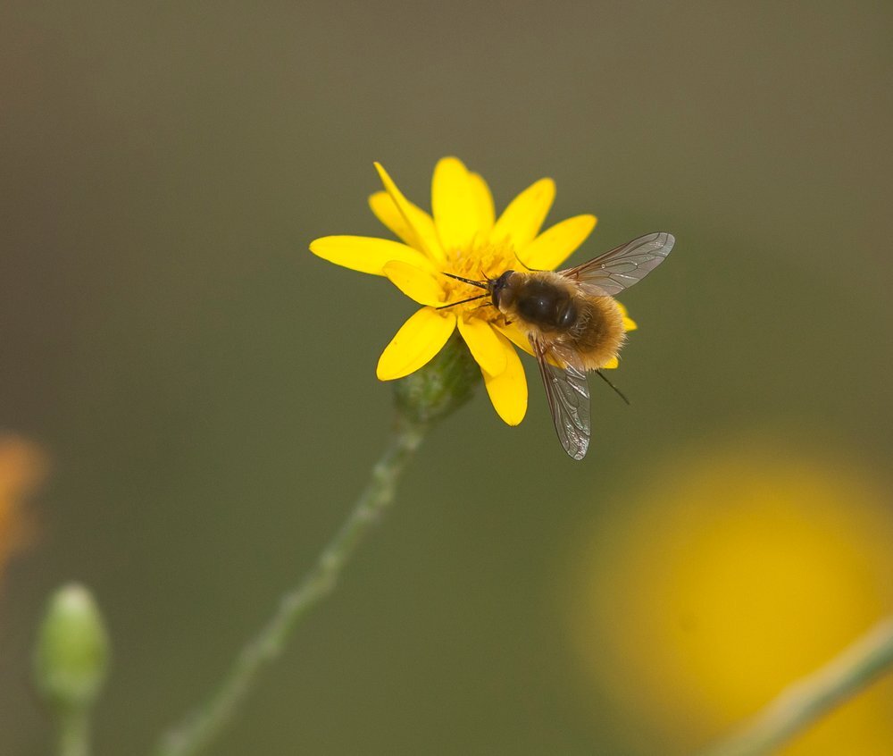 Creating Habitat with Native Wildflowers