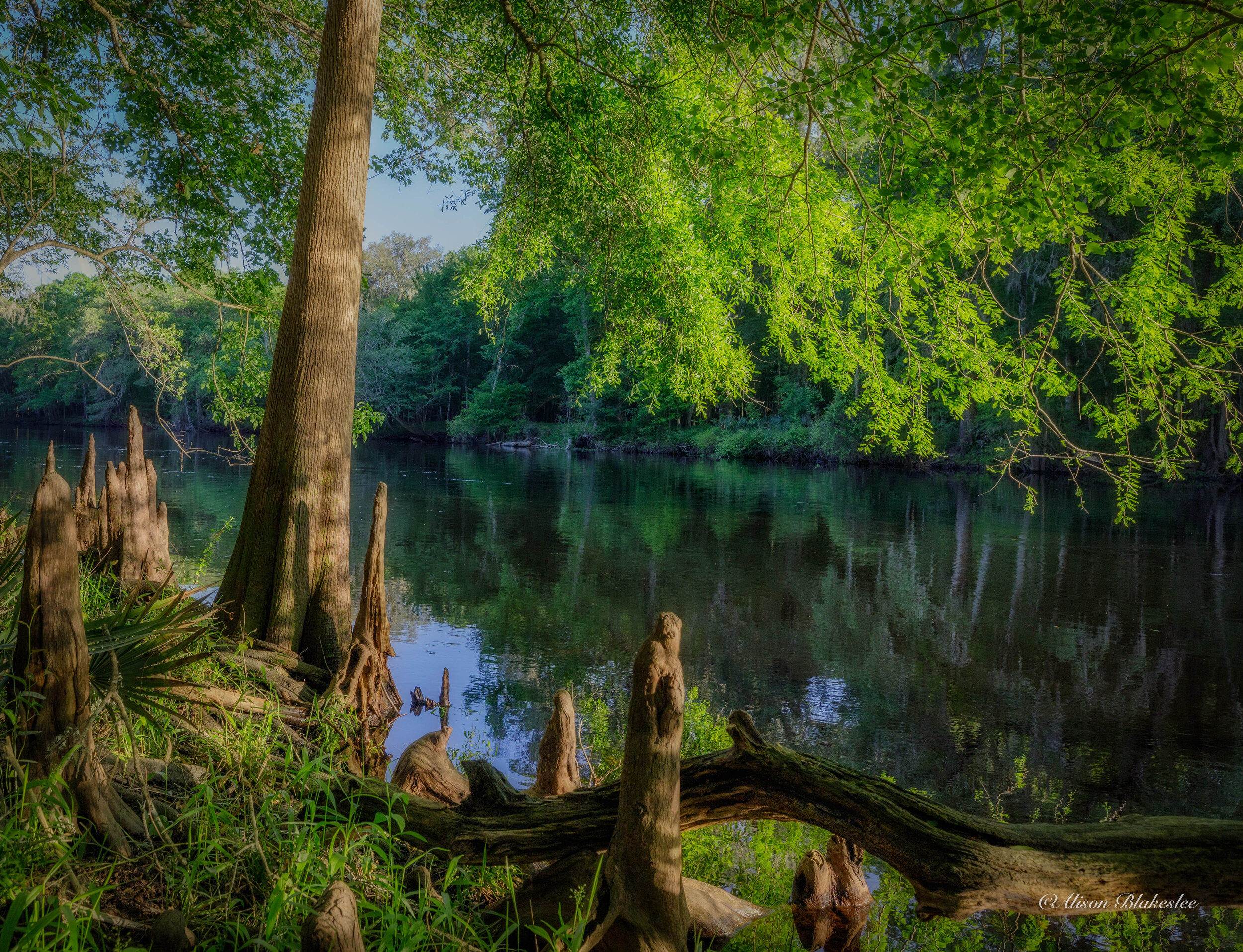 ABlakesleePhoto 2866 In: Alachua Conservation Trust’s Surface to Springs Project Awarded $7.1 Million by USDA | Our Santa Fe River, Inc. (OSFR) | Protecting the Santa Fe River in North Florida Lower Santa Fe River. Photo by Alison Blakeslee.