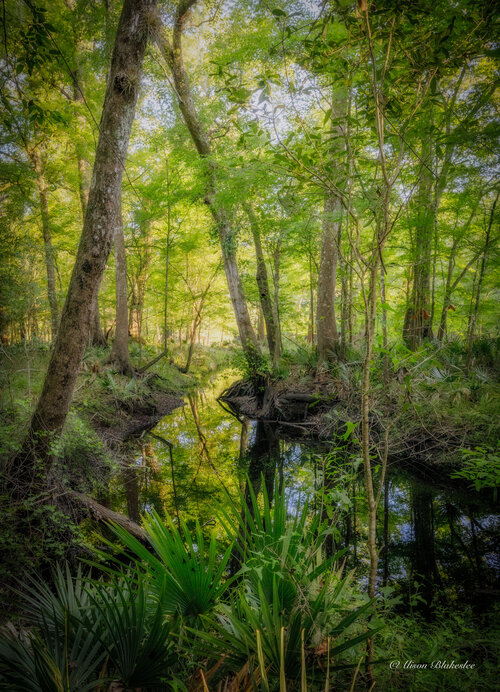 Lower Santa Fe River. Photo by Alison Blakeslee.