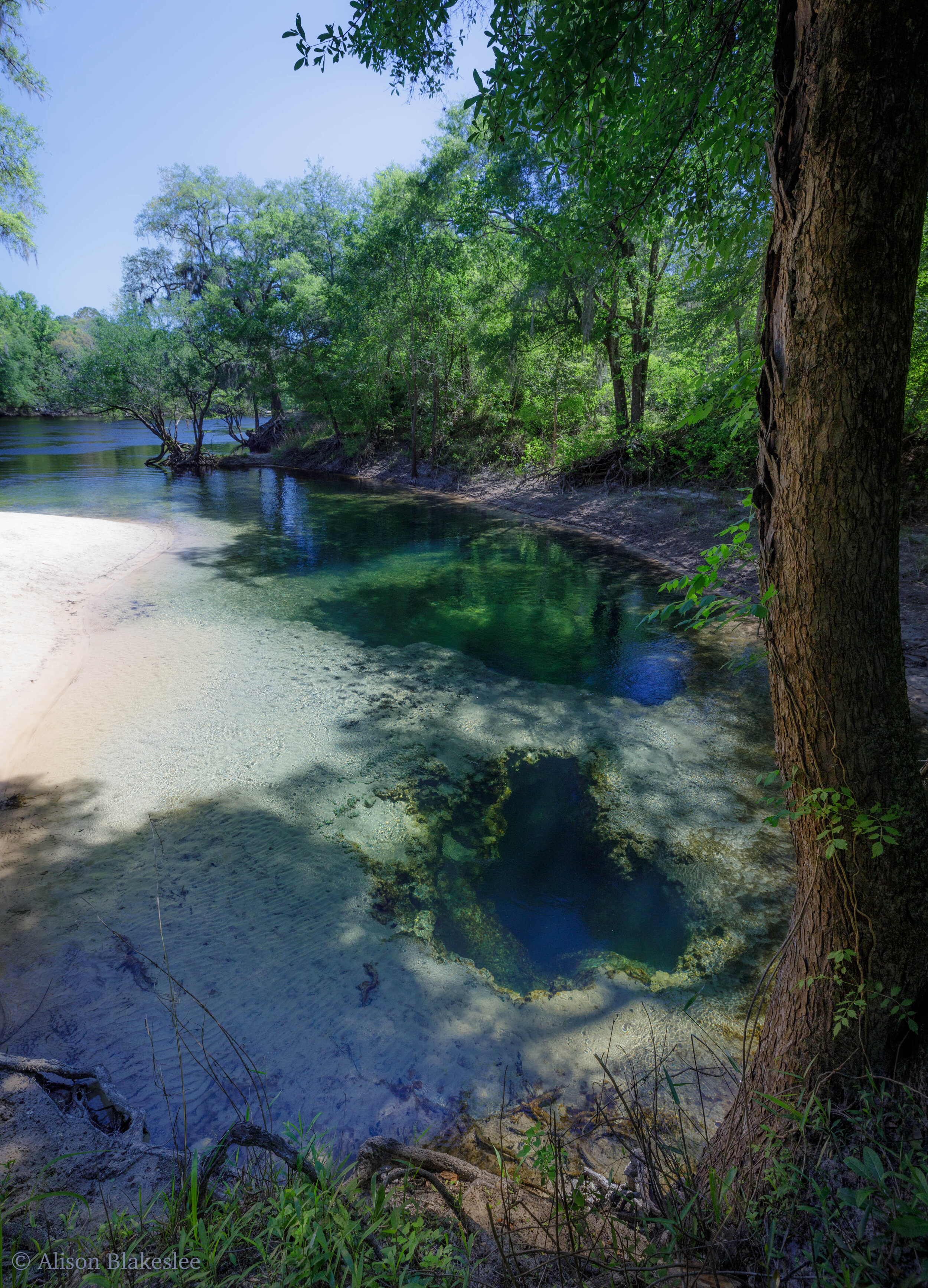 ABlakesleePhoto 2901 In: Alachua Conservation Trust’s Surface to Springs Project Awarded $7.1 Million by USDA | Our Santa Fe River, Inc. (OSFR) | Protecting the Santa Fe River in North Florida Telford Spring on Suwannee River. Photo by Alison Blakeslee.