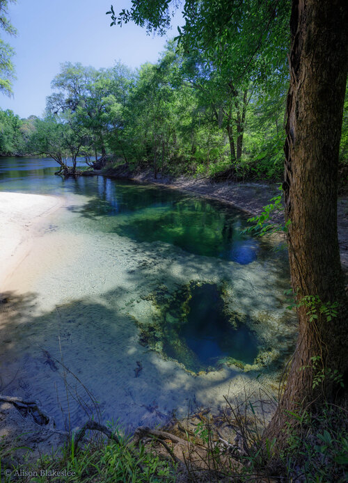 Telford Spring on Suwannee River. Photo by Alison Blakeslee.