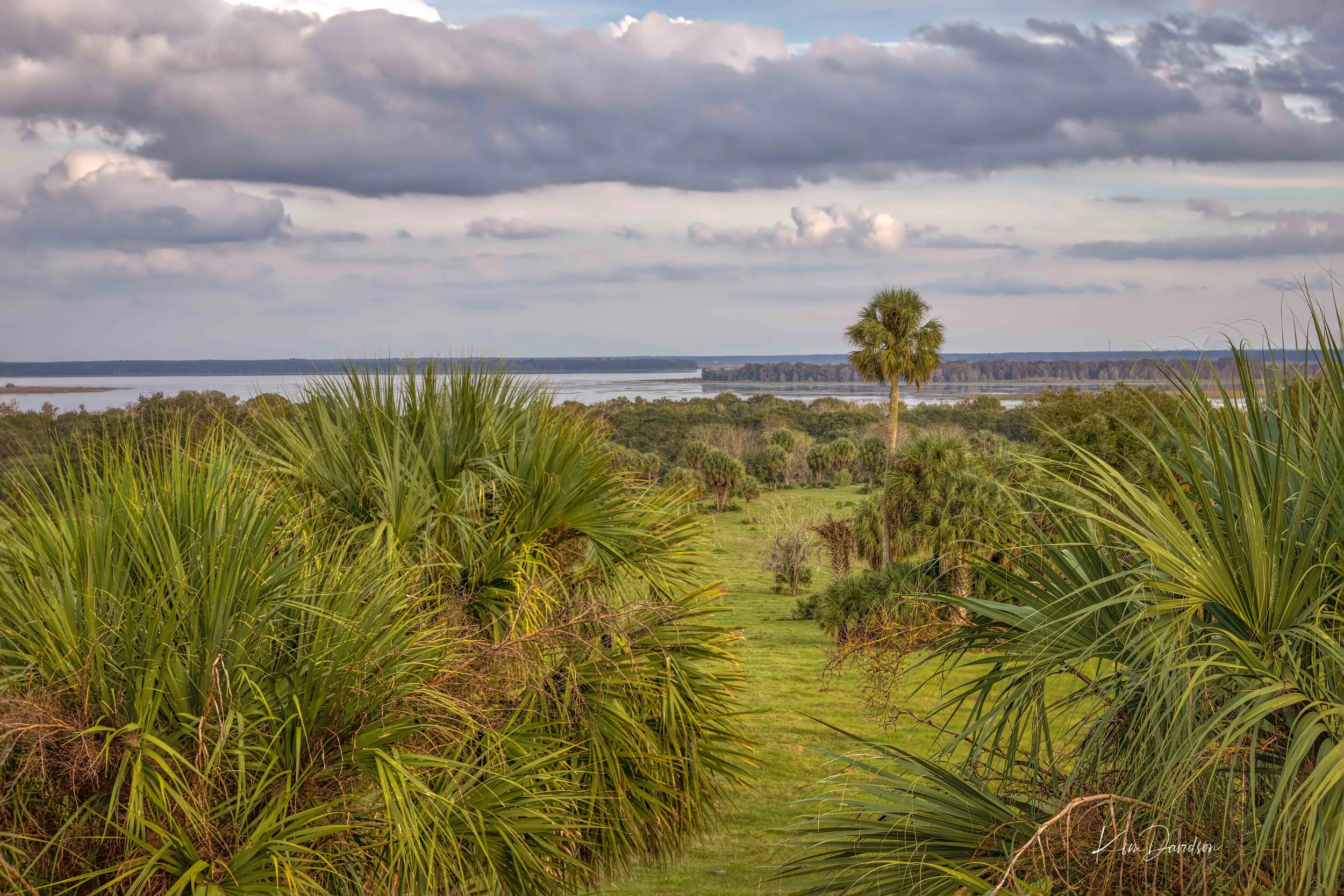 Orange Lake Overlook Restoration Effort Receives Support from Duke Energy   By Lianne D’Arcy, ACT’s Outreach Coordinator    In the shade of sabal palms, next to Orange Lake Overlook’s (OLO) old citrus packing shed, Alachua Conservation Tr